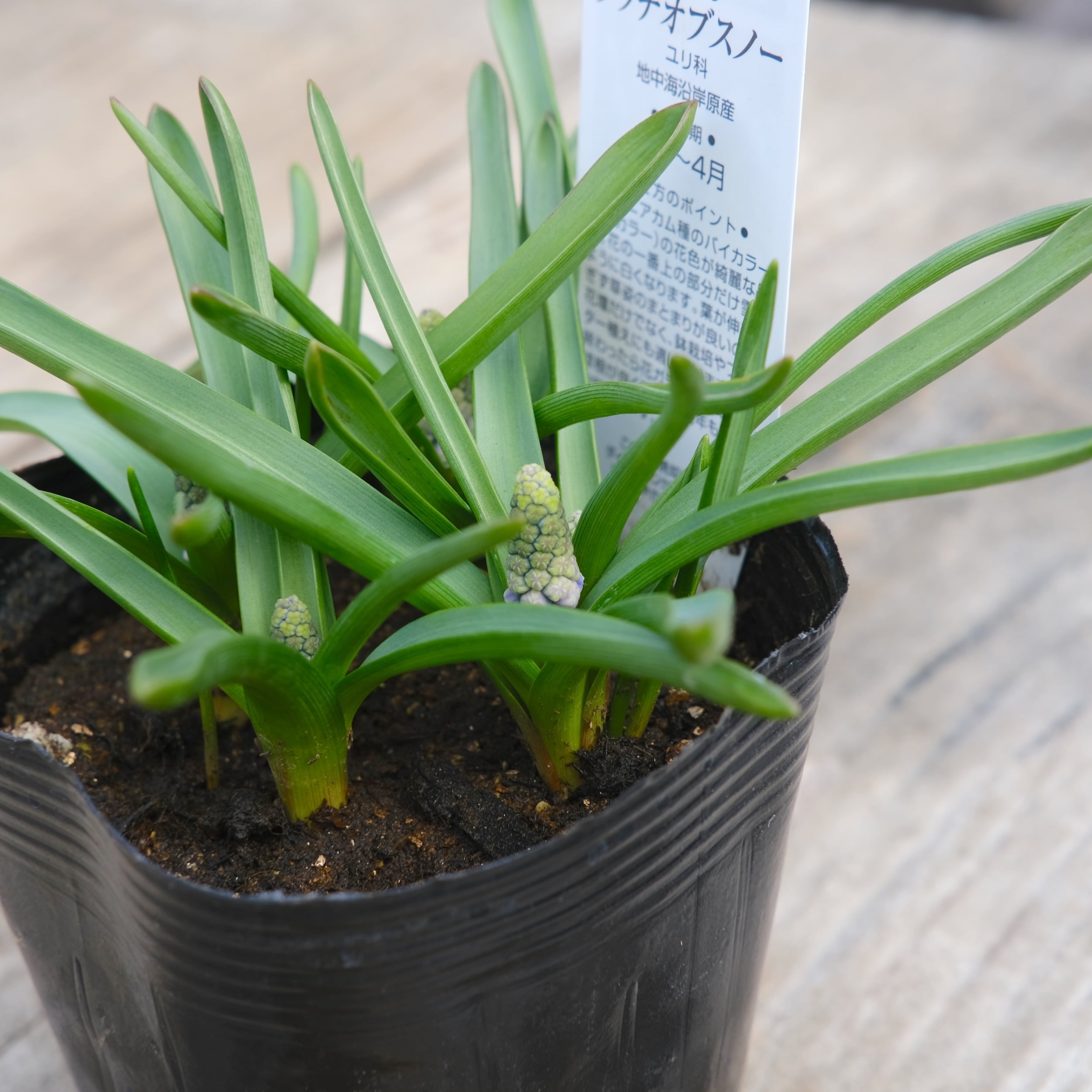 ムスカリ 《 タッチオブスノー 》（植えっぱなし球根） | グリーン