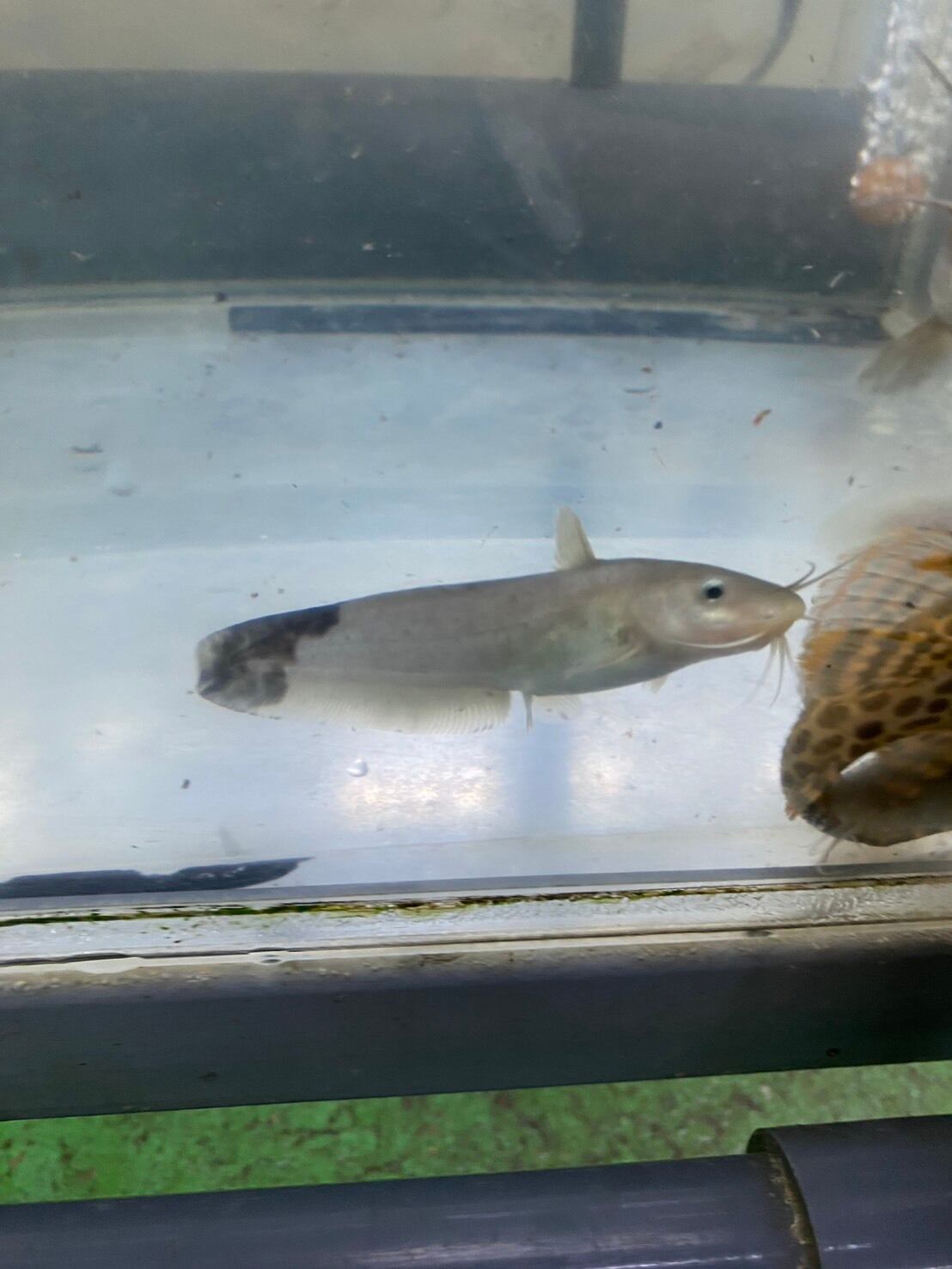 レッドテールキャット30 レッドテールキャット 30cm± 1匹 - 不二熱帯魚