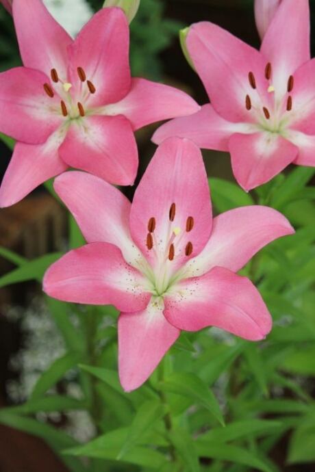 百合の球根♪ 球根 LAユリ【アルバタックス】ho [サイズ: 2球入り] | フラワー