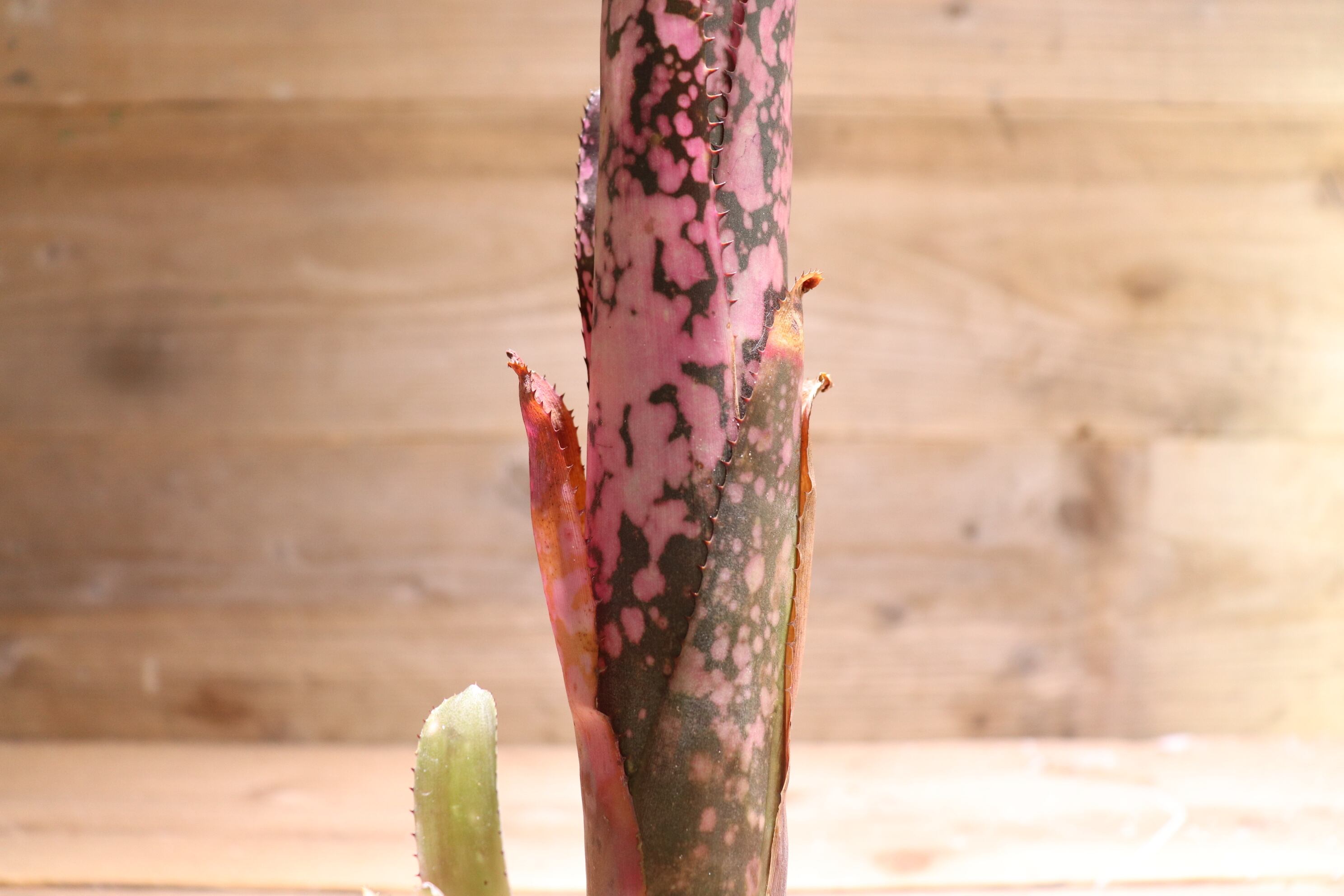 ブロメリア・エアープランツ Billbergia Black Beauty ビルベルギア・ブラックビューティー Billbergia 'Black Beauty