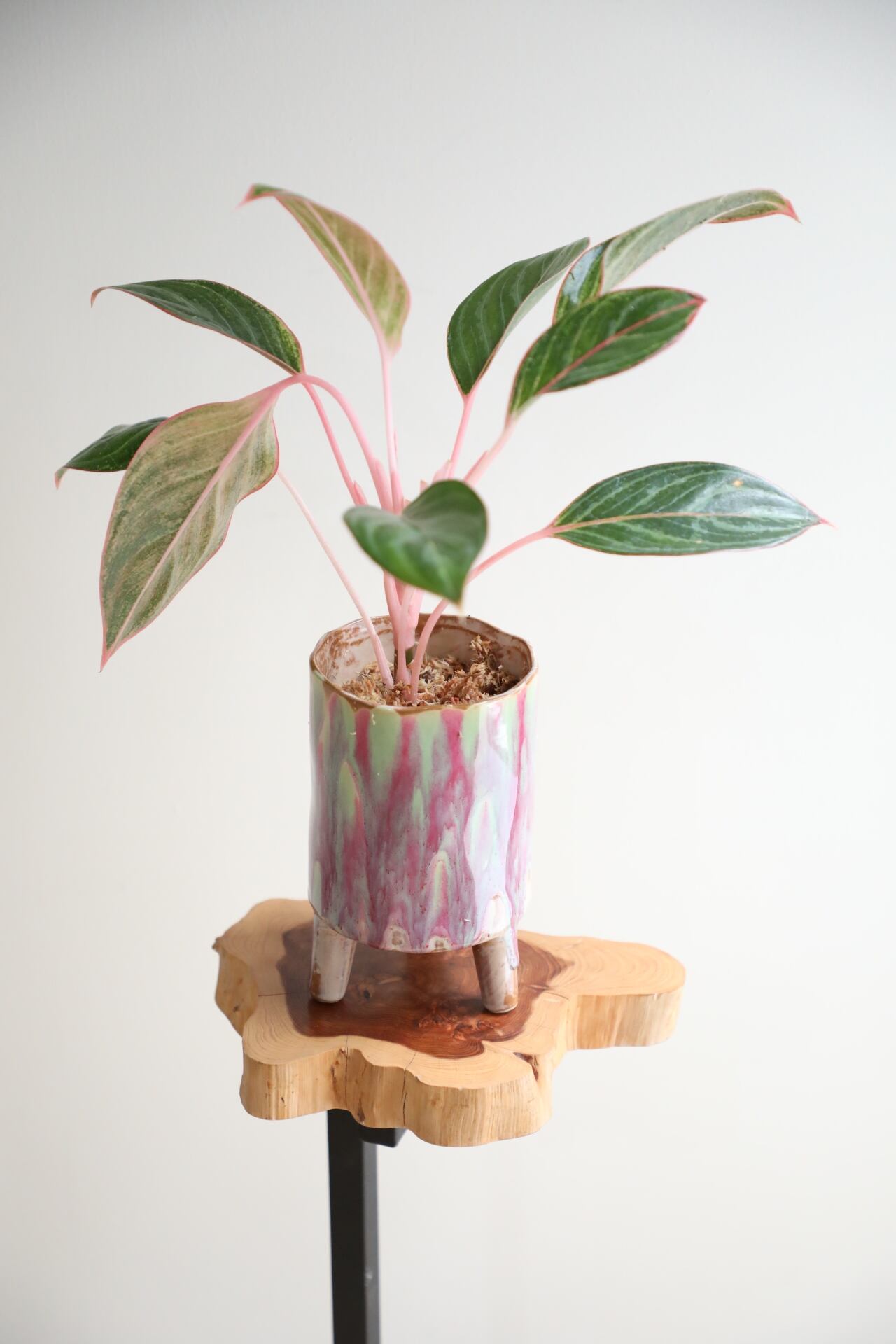 希少！植木鉢 bf9a6b72191bd2d149d27db99b9fe5