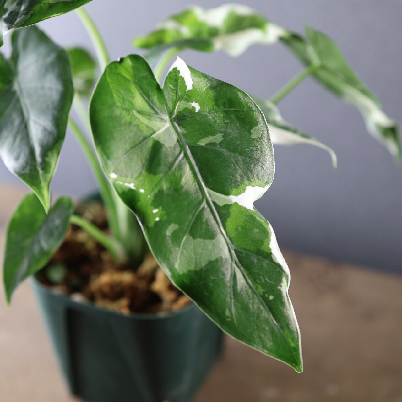 575『斑入り クワズイモ』観葉植物【送料無料】 | MARX PLANTS | 観葉