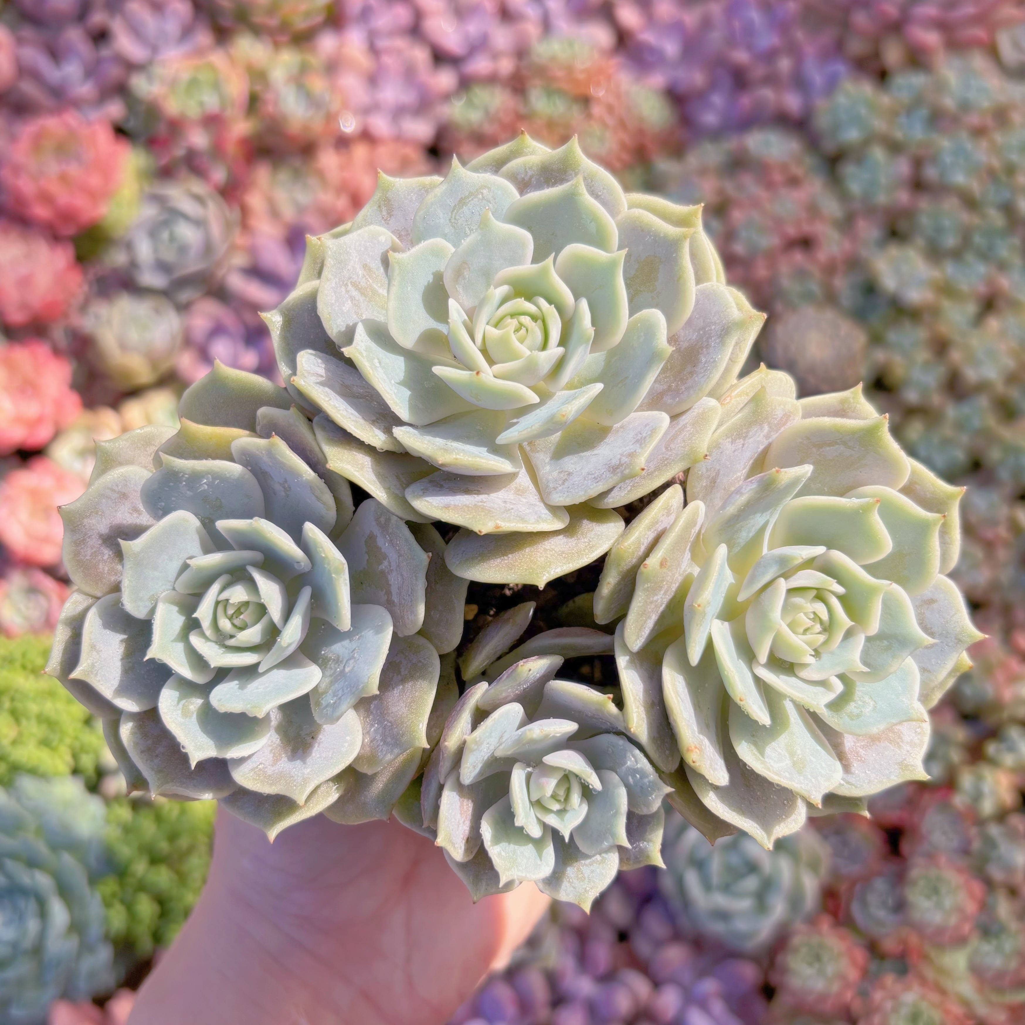 多肉植物 ローラ(3頭～群生) 新入荷 るる農園 | るる農園~多肉植物専門