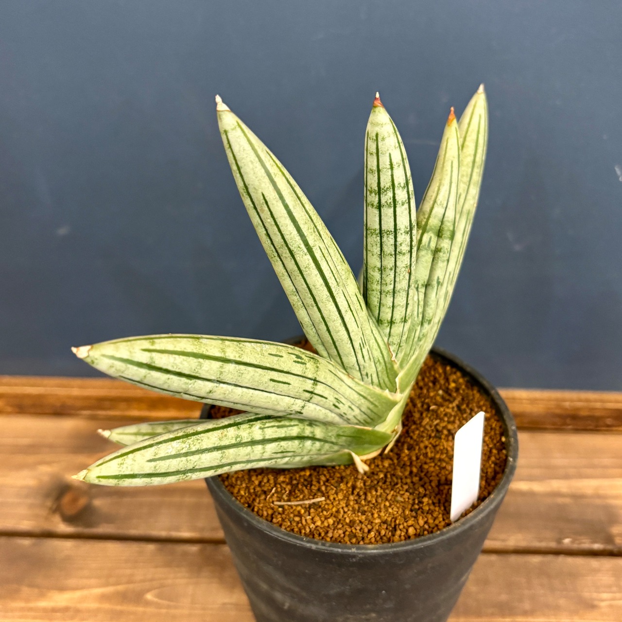 サンスベリア(サンセベリア)　アイスマン【907】