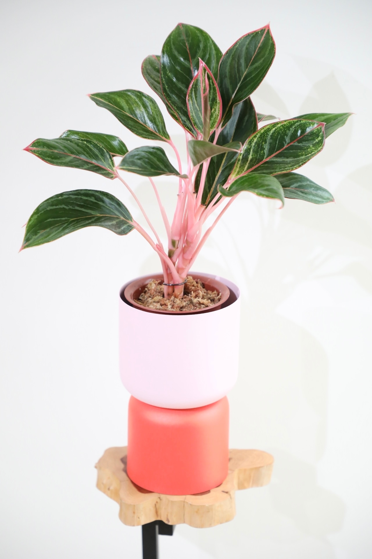 【M】【希少】アグラオネマ モンコンファイ/Aglaonema ※スチール鉢カバー付き