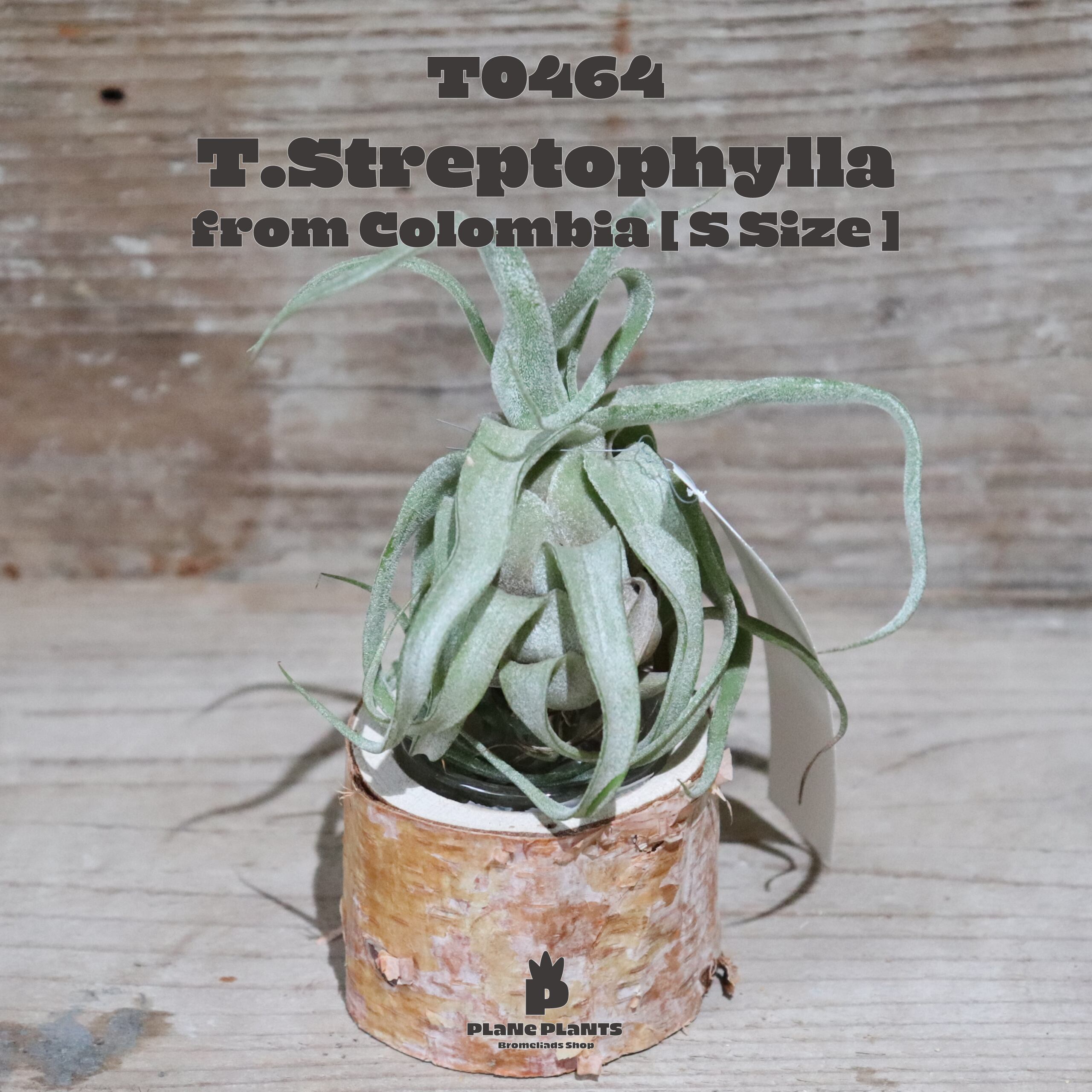 《OUTLET》ストレプトフィラ Seedling S〔エアプランツ〕現品発送T0464