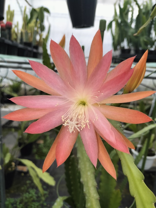 Epiphyllum hybrid '佳月姫'　１０．５ｃｍＰＯＴ