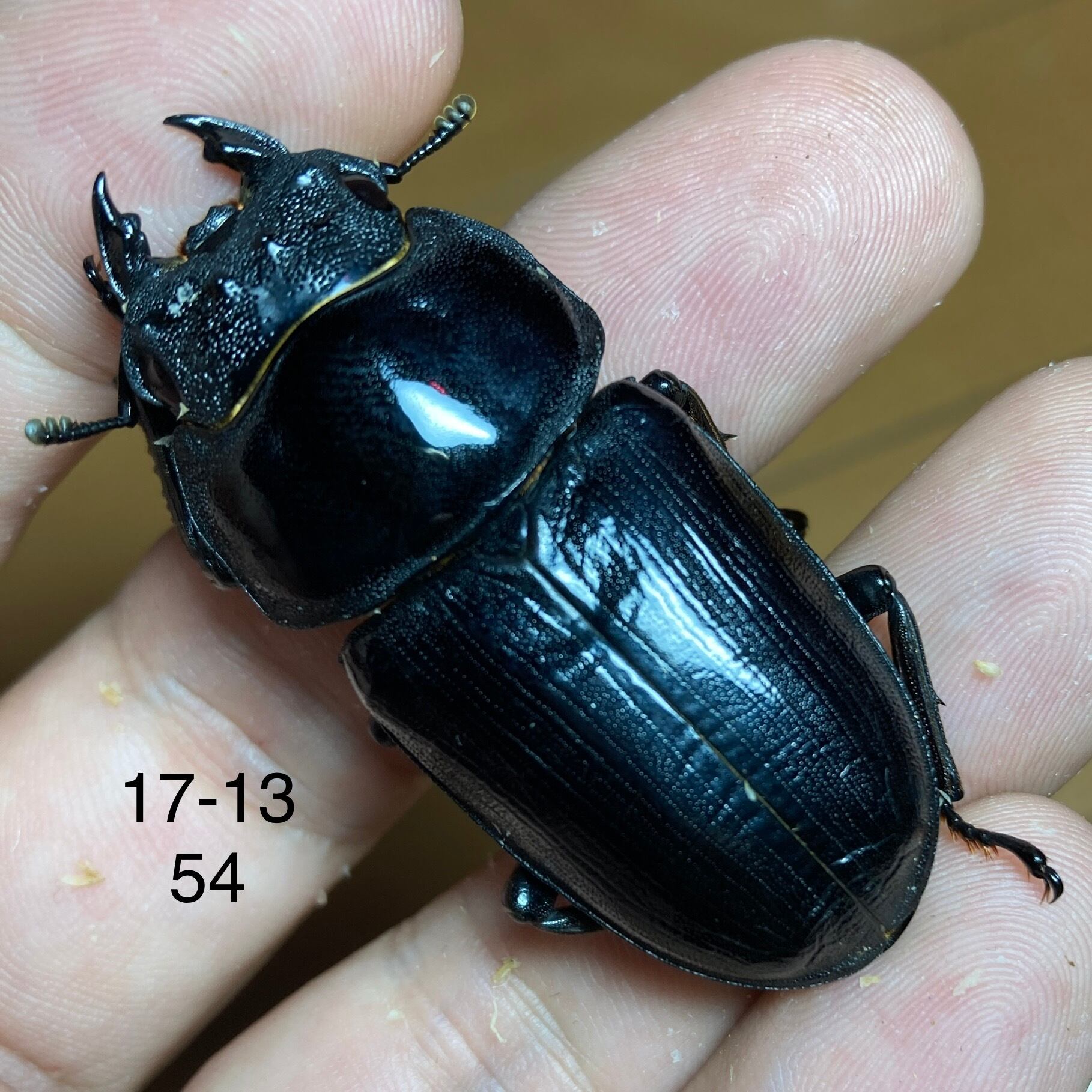 オオクワガタ久留米産82.5 mm