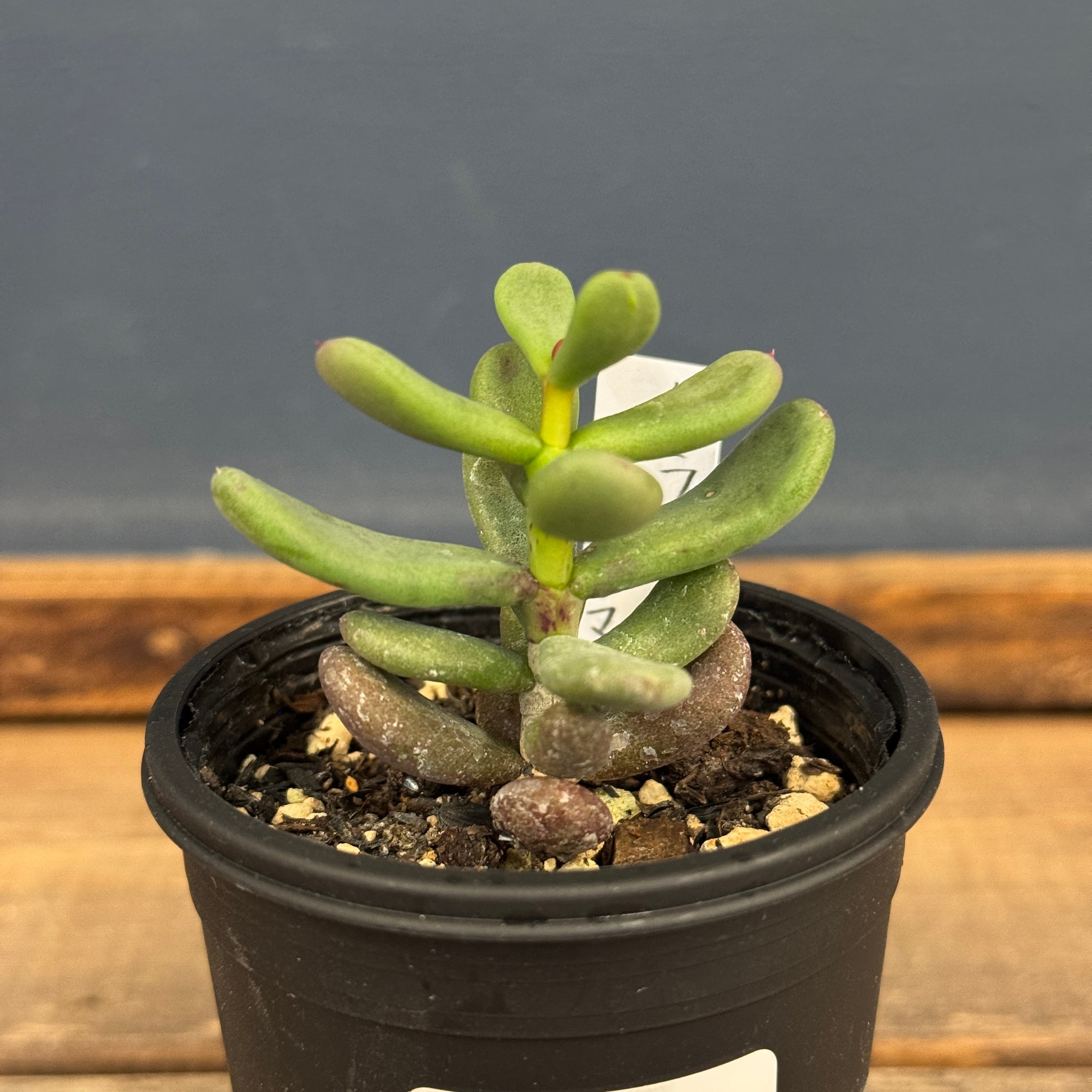 ケラリア ピグマエア【535】 | PROTOLEAF プロトリーフ