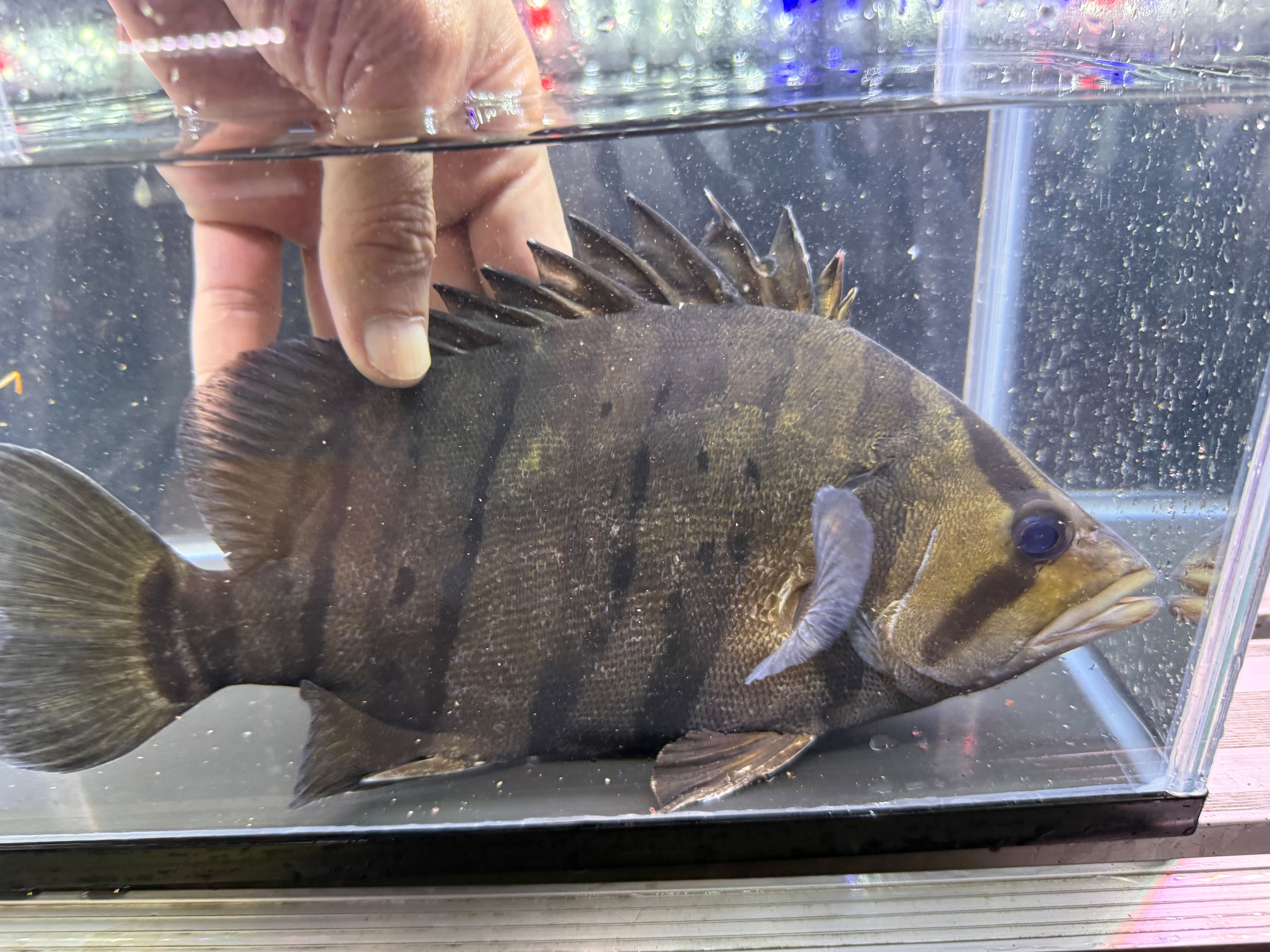 中古水中ライト アクアサンライト1200 使用半年 引き取り限定 | アクア