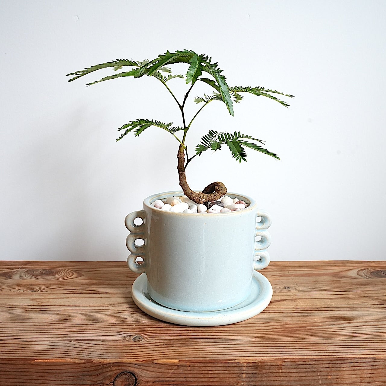 送料込み】観葉植物 エバーフレッシュ 曲がり仕立て 4号サイズ 陶器鉢