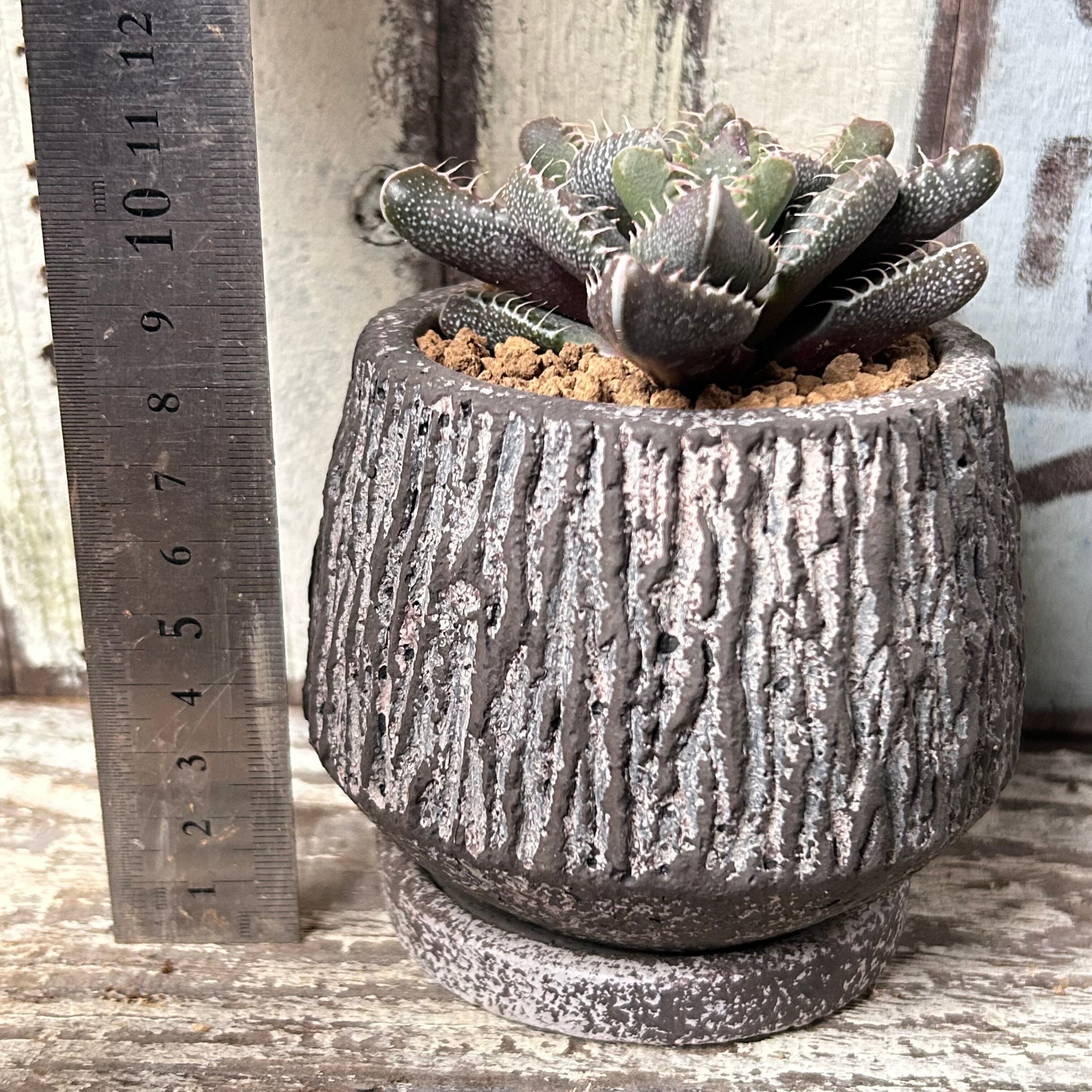 口径 10.5cm植木鉢多肉塊根観葉植物ハンドメイド陶器陶芸 口径10.5cm