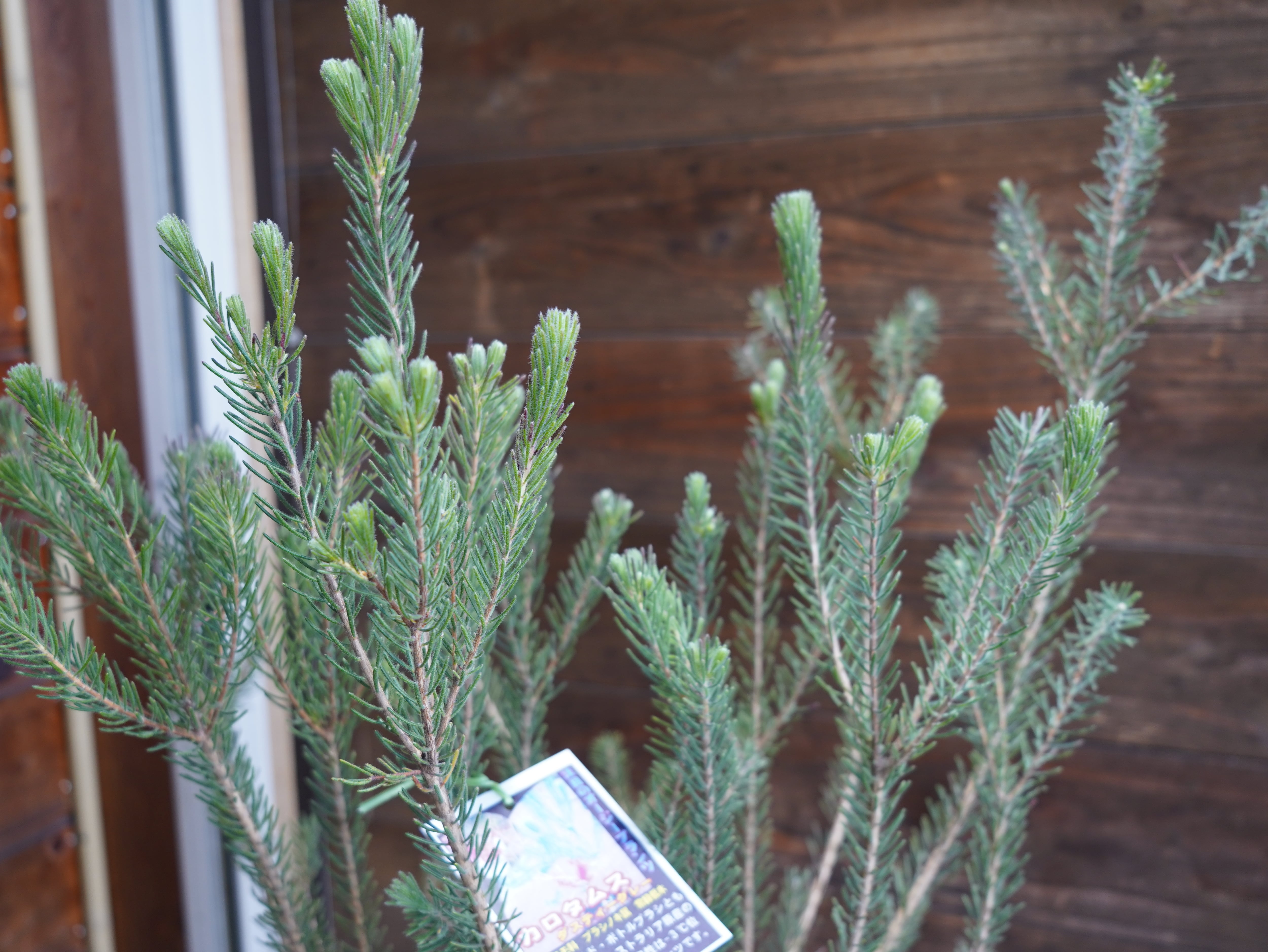 【現物】カロタムス　”ダスティーグレー”