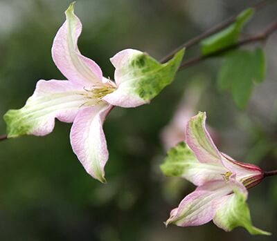 あわい　C.‛Awai’　-テキセンシス・ヴィオルナ系　O-TV