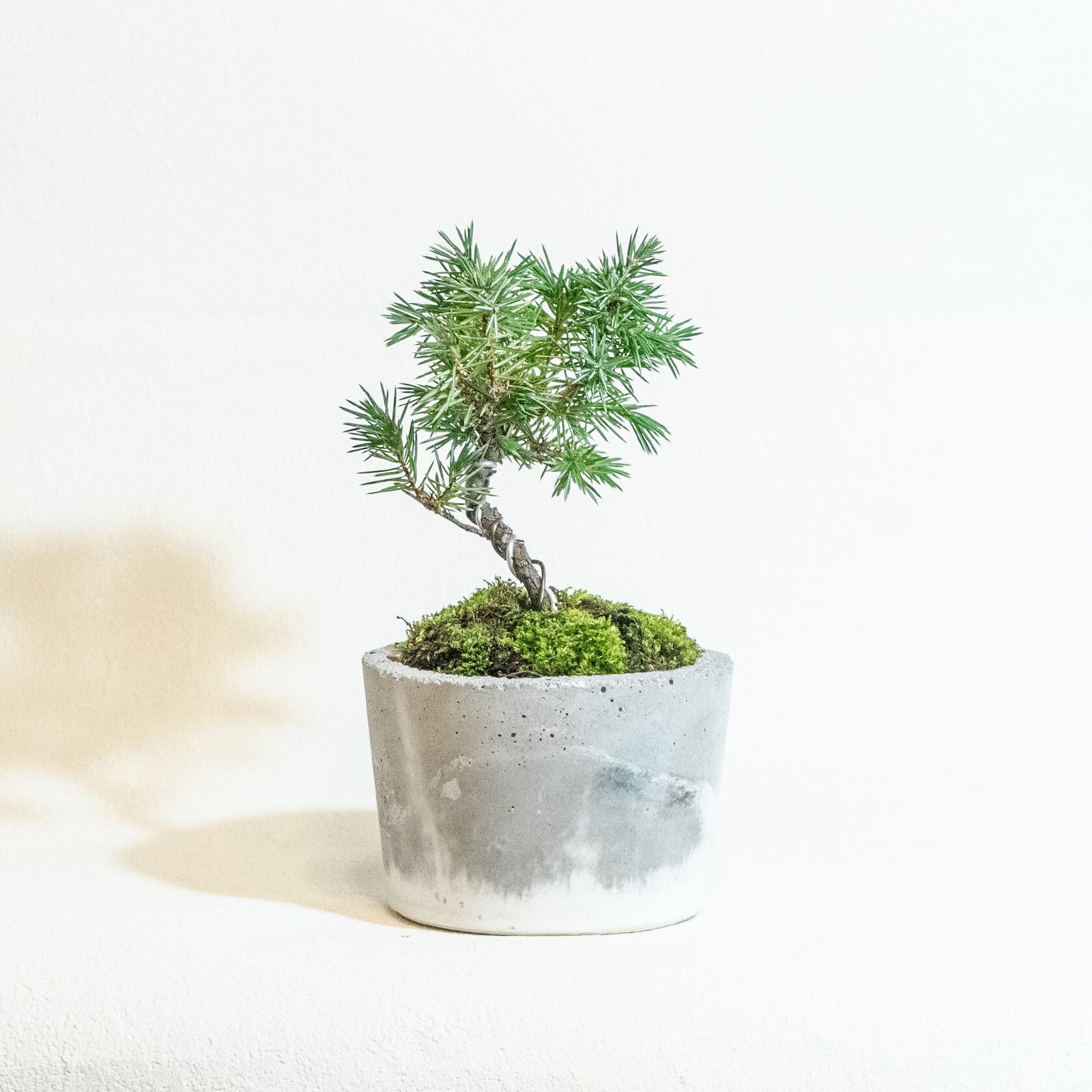 ＼送料無料／≪ 観葉植物 ≫室内管理もオッケーなトショウマツの鉢植え｜シンプルでお部屋を選ばない手作りモルタル鉢