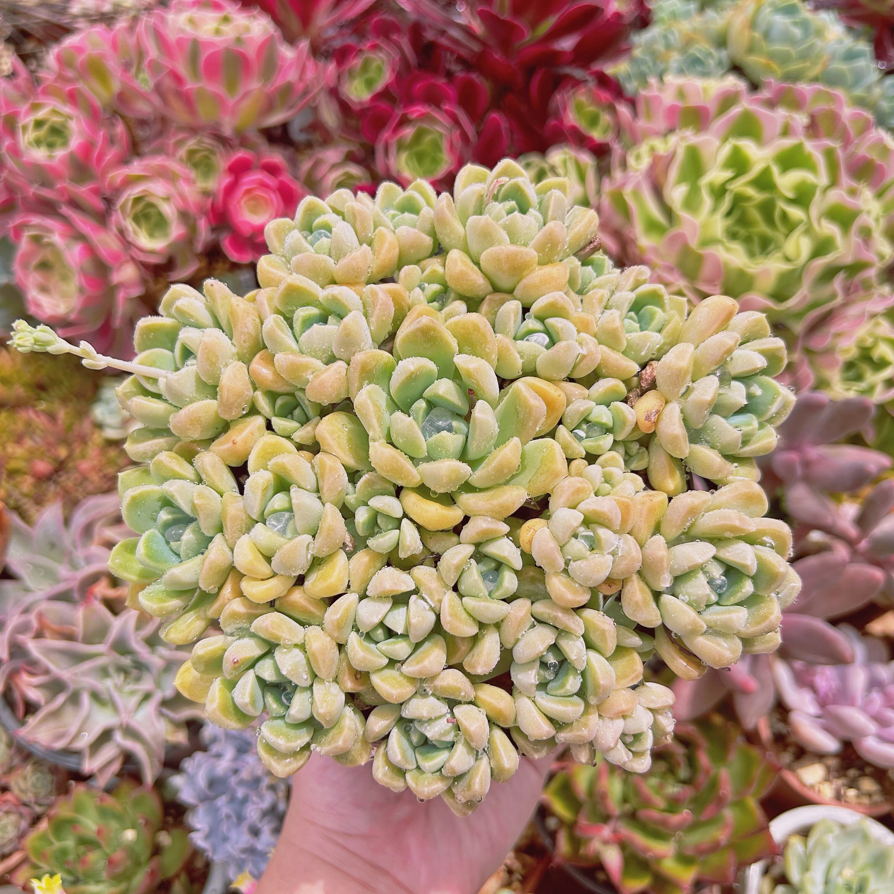 #2181現物　多肉植物　ミルキーストーン　特大　抜き苗