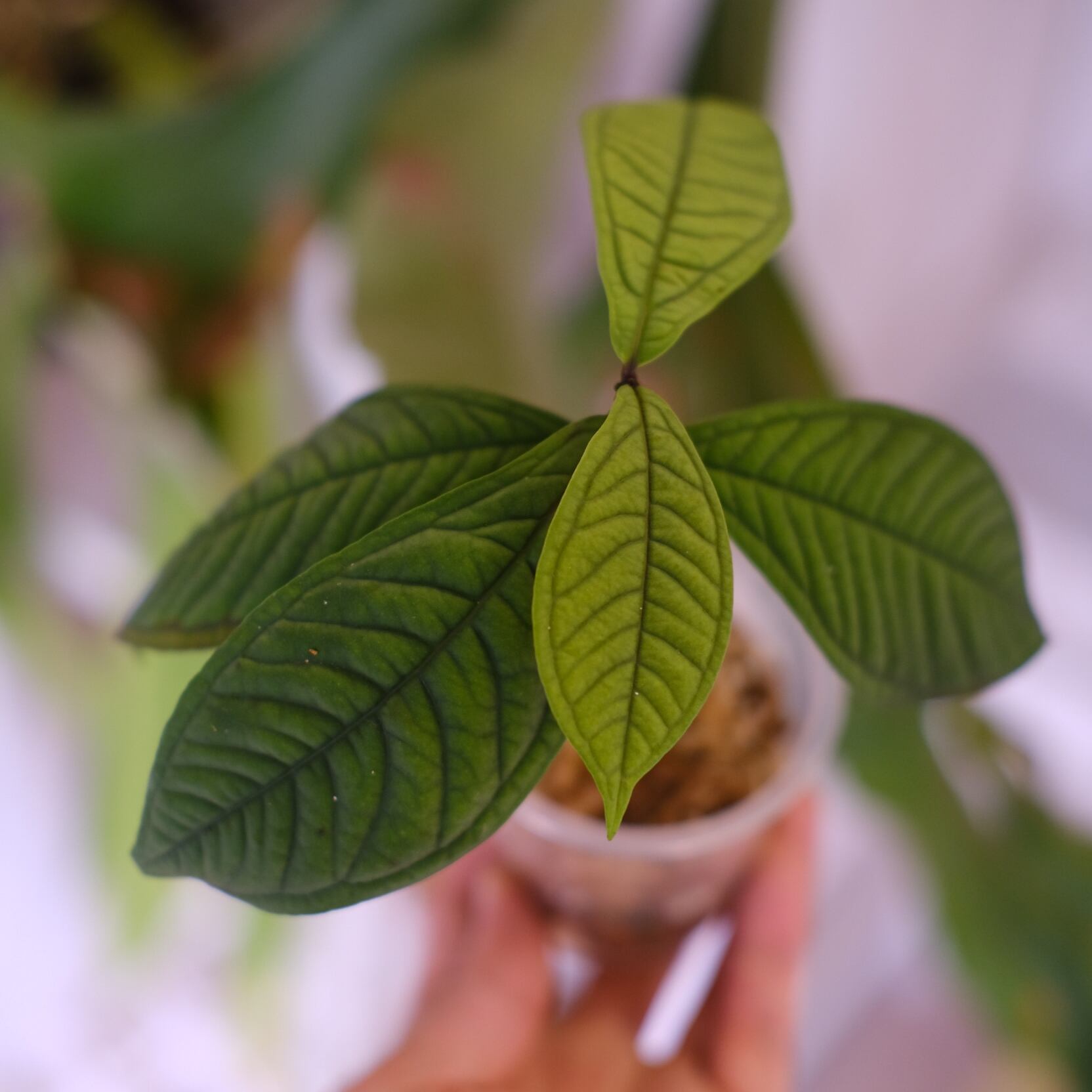 Syzygium jiewhoei｜シジギウム ジエホエイ｜希少フトモモ科植物 Syzygium jiewhoei｜シジギウム ジエホエイ｜希少フトモモ科植物
