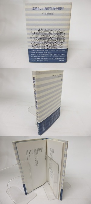 素晴らしい海岸生物の観察　/　小笠原鳥類　　[16744]