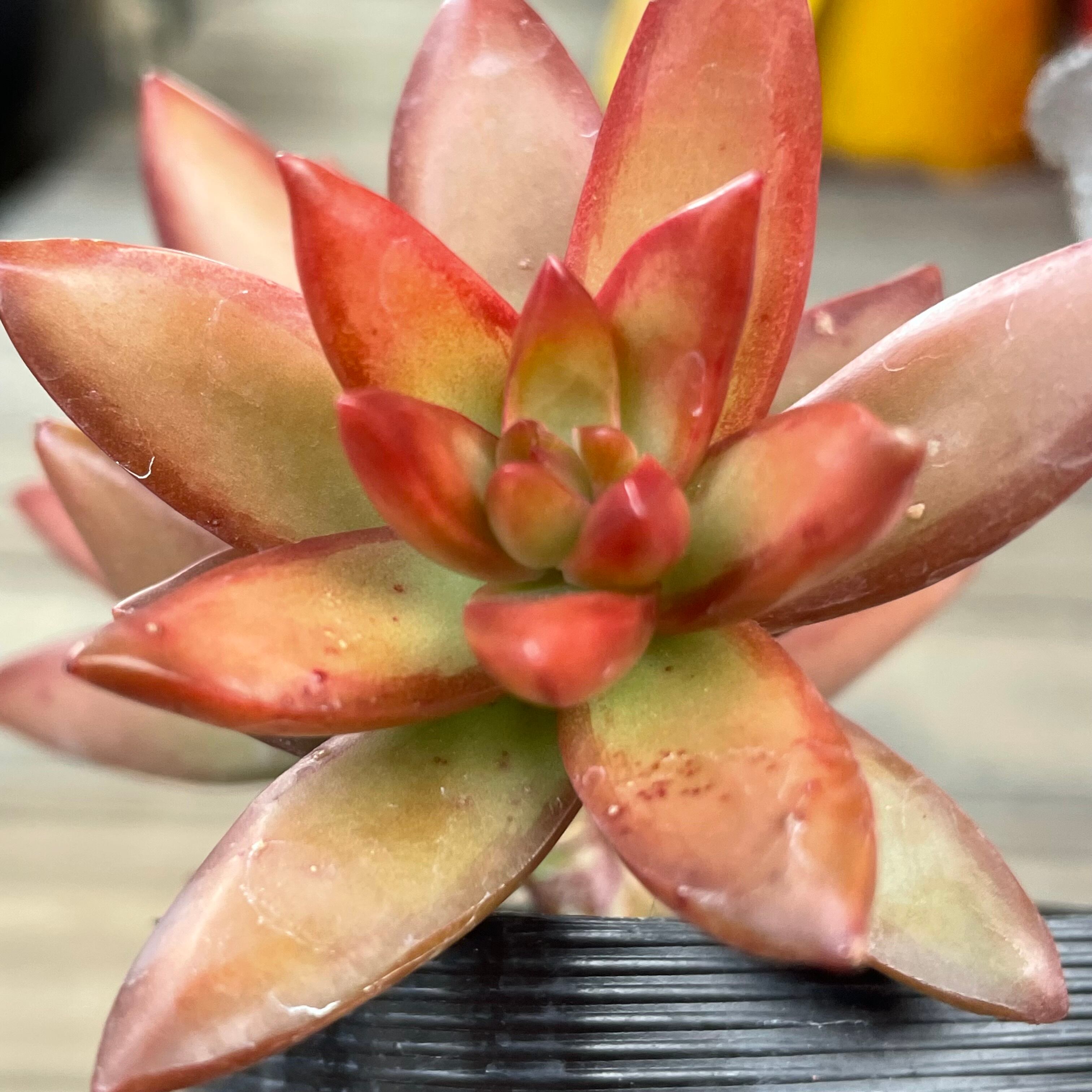 多肉植物 アドルフィーコッパー