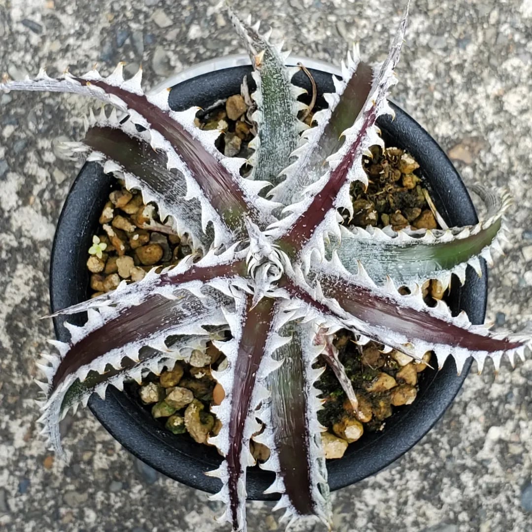F00462_【SF02】Dyckia 'Samurai' x 'Fat Boy' (Otto Hybrid