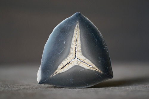 セプタリアン 特殊 Septarian 1187