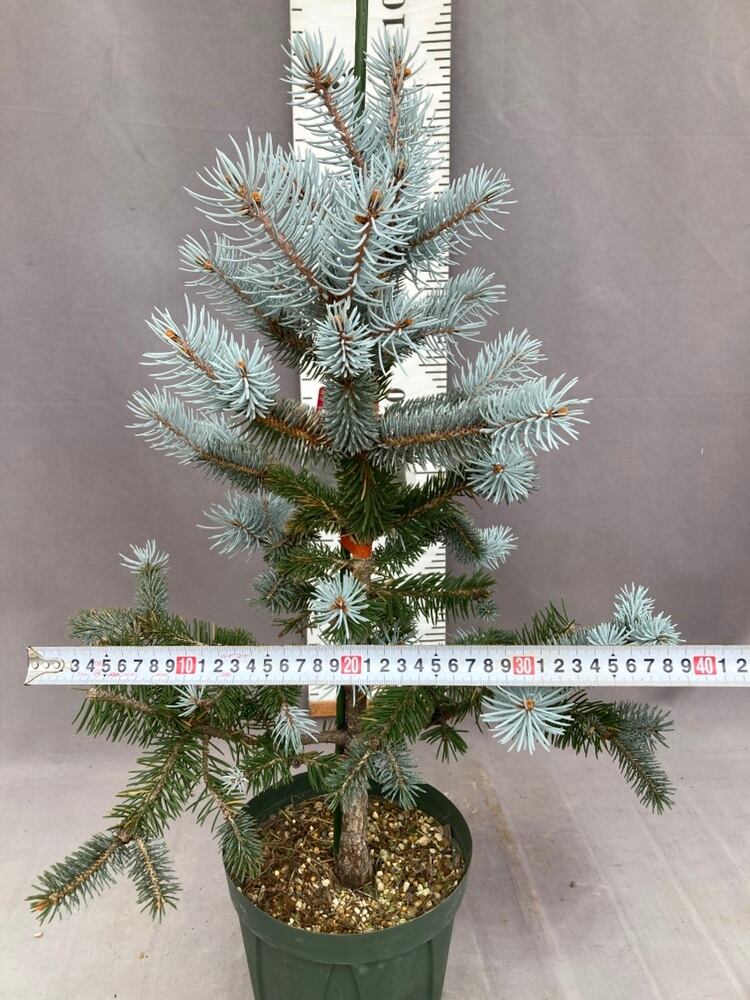 現品1128A】ピセア・プンゲンス・ホプシー7号 | 日本ライン花木センター