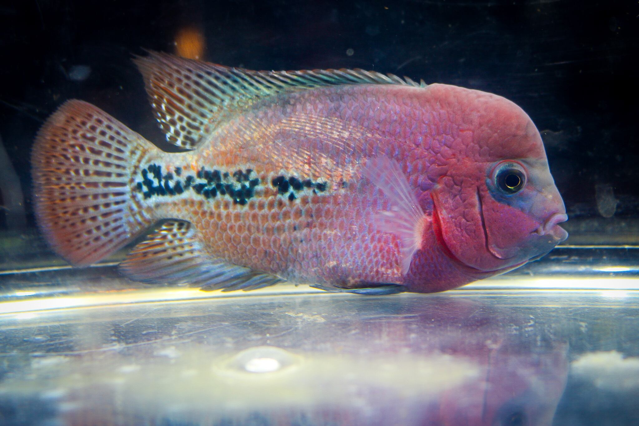 セブンブロッドヴィエジャ Jupiter No 1 新アメリカンシクリッド アクアショップ 青 セブンブロッドヴィエジャ Jupiter No 1 新アメリカンシクリッド アクアショップ 青