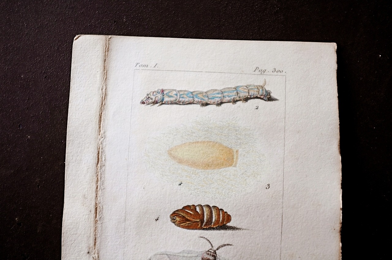 1780s フランス ビュフォン伯爵による蛾と幼虫の博物画h Buffon アンティーク