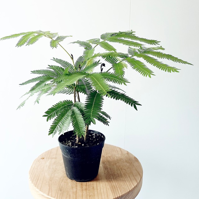 希少な斑入り エバーフレッシュ 観葉植物 ねむの木 calm cafe
