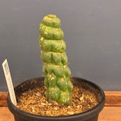 【クリアランス】サボテン ユーリキニア カスタネア スピラリス【907】【再撮影】