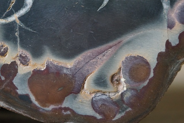 セプタリア Septaria 534