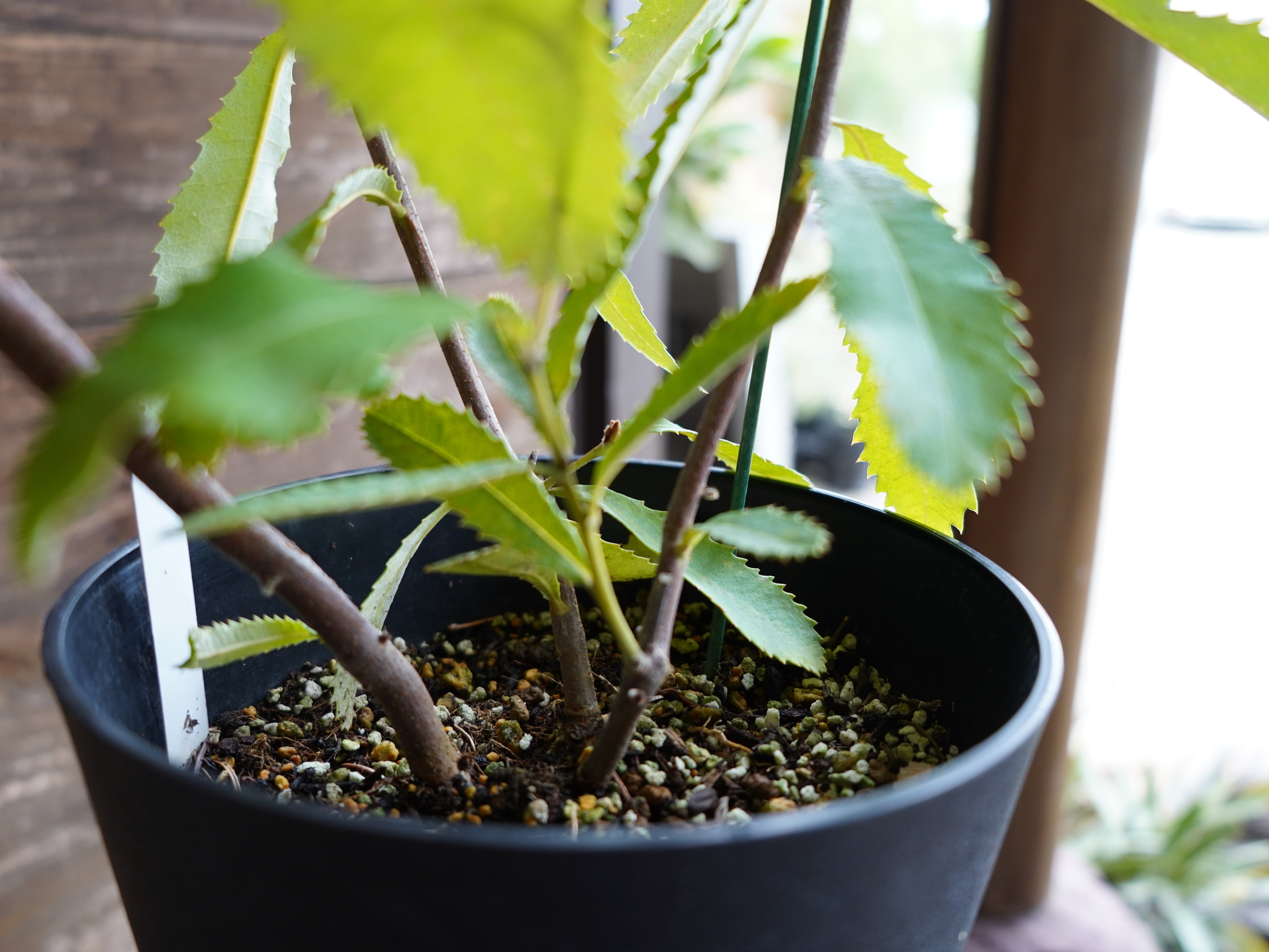 【現物】バンクシア　”ロブル”（スワンプバンクシア）　B