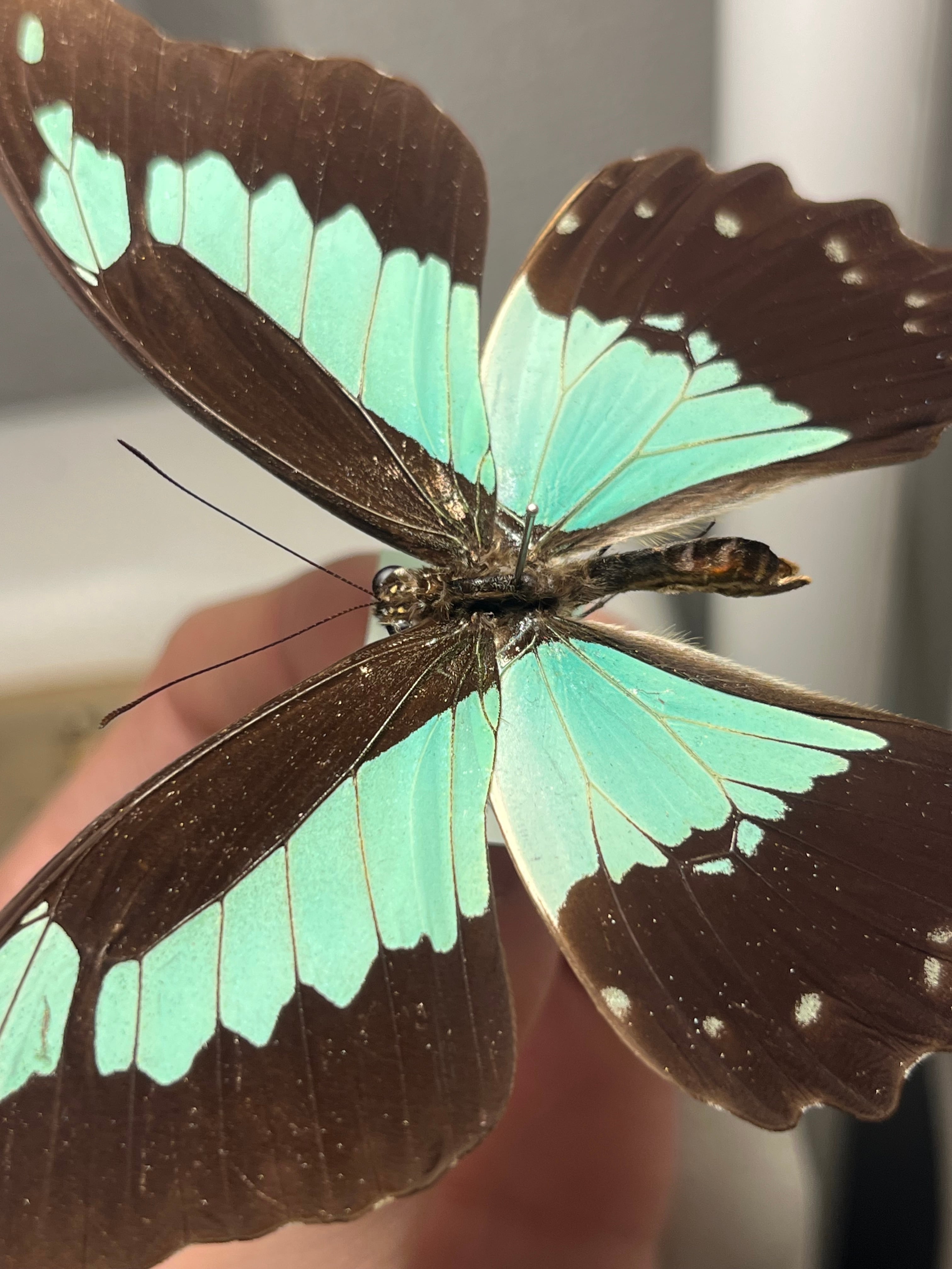顎特大】オオアゴヘビトンボ ペルー産 奇蟲 タランチュラ ムカデ 標本