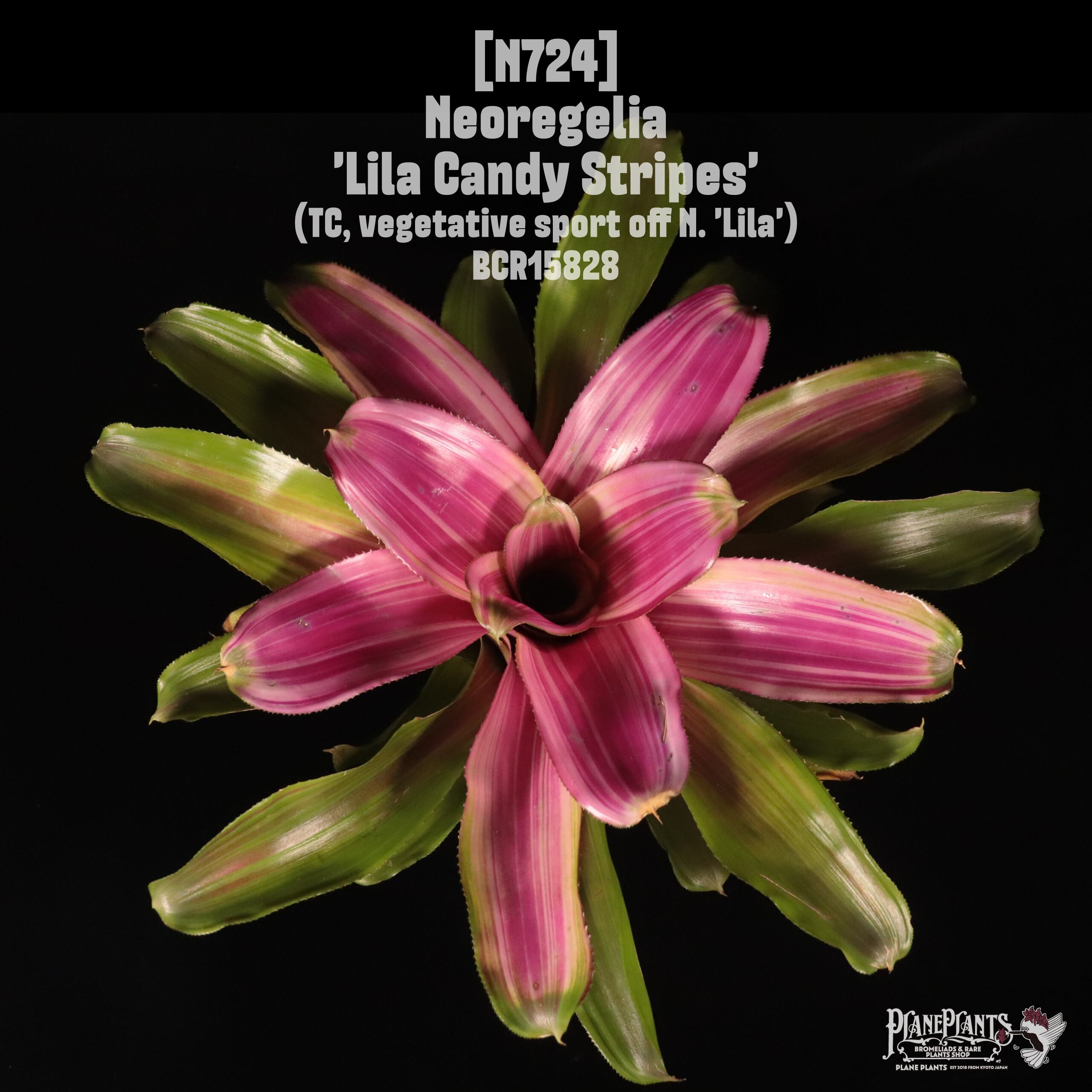 Neoregelia 'Lila Candy Stripes'〔ネオレゲリア〕N724