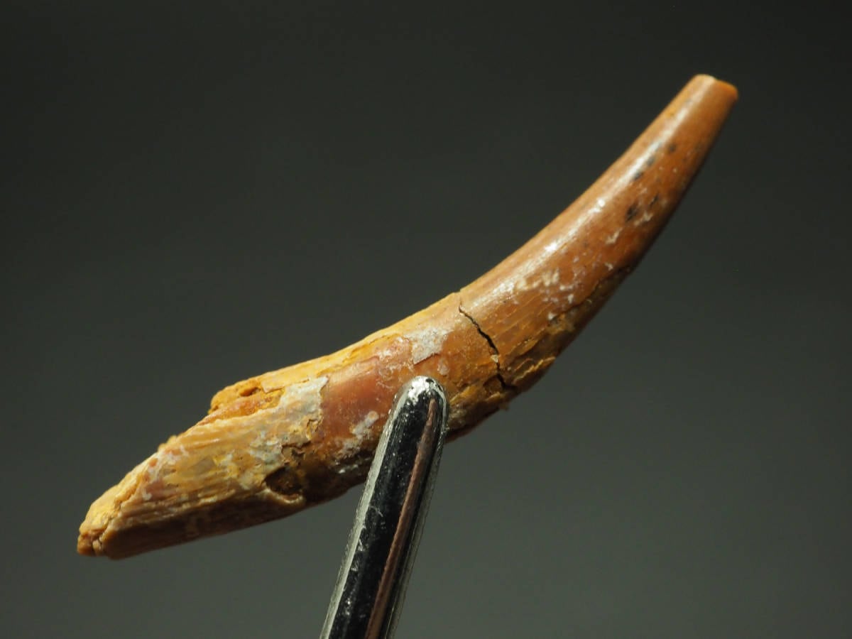 翼竜 歯 化石 コロボリンクス 28mm [PT13] アンハングエラ 科 翼