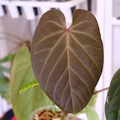 Anthurium kunayalensis × Anthurium Zara 'Michelle'|アンスリウム クナヤレンシス × ザラ・ミシェル②|観葉植物