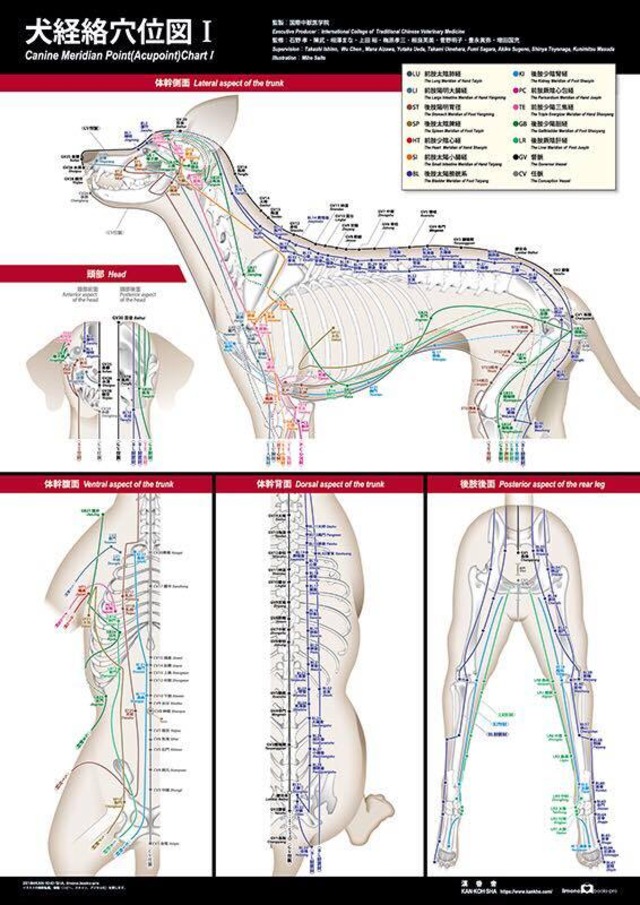 犬経絡穴位図ポスター（2枚セット）国際中獣医学院監修