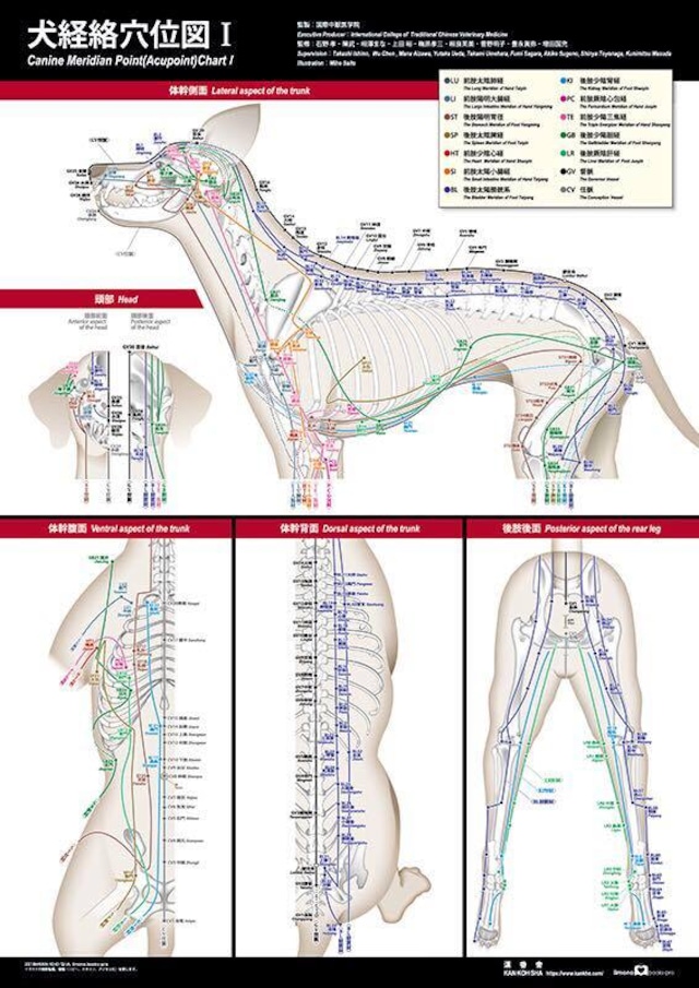 犬経絡穴位図ポスター（2枚セット）国際中獣医学院監修