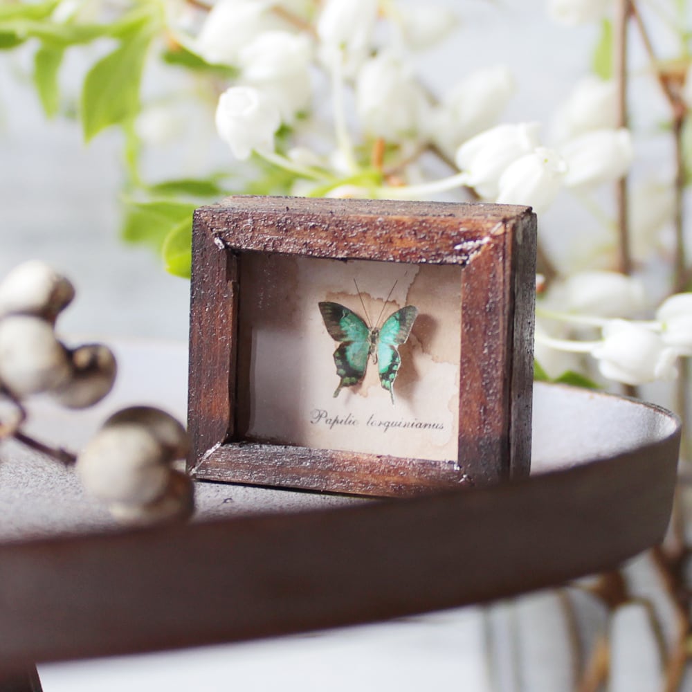 蝶のミニチュア標本箱_ヘリボシアオネアゲハ【胡蝶の夢】 | 追憶の蒐集