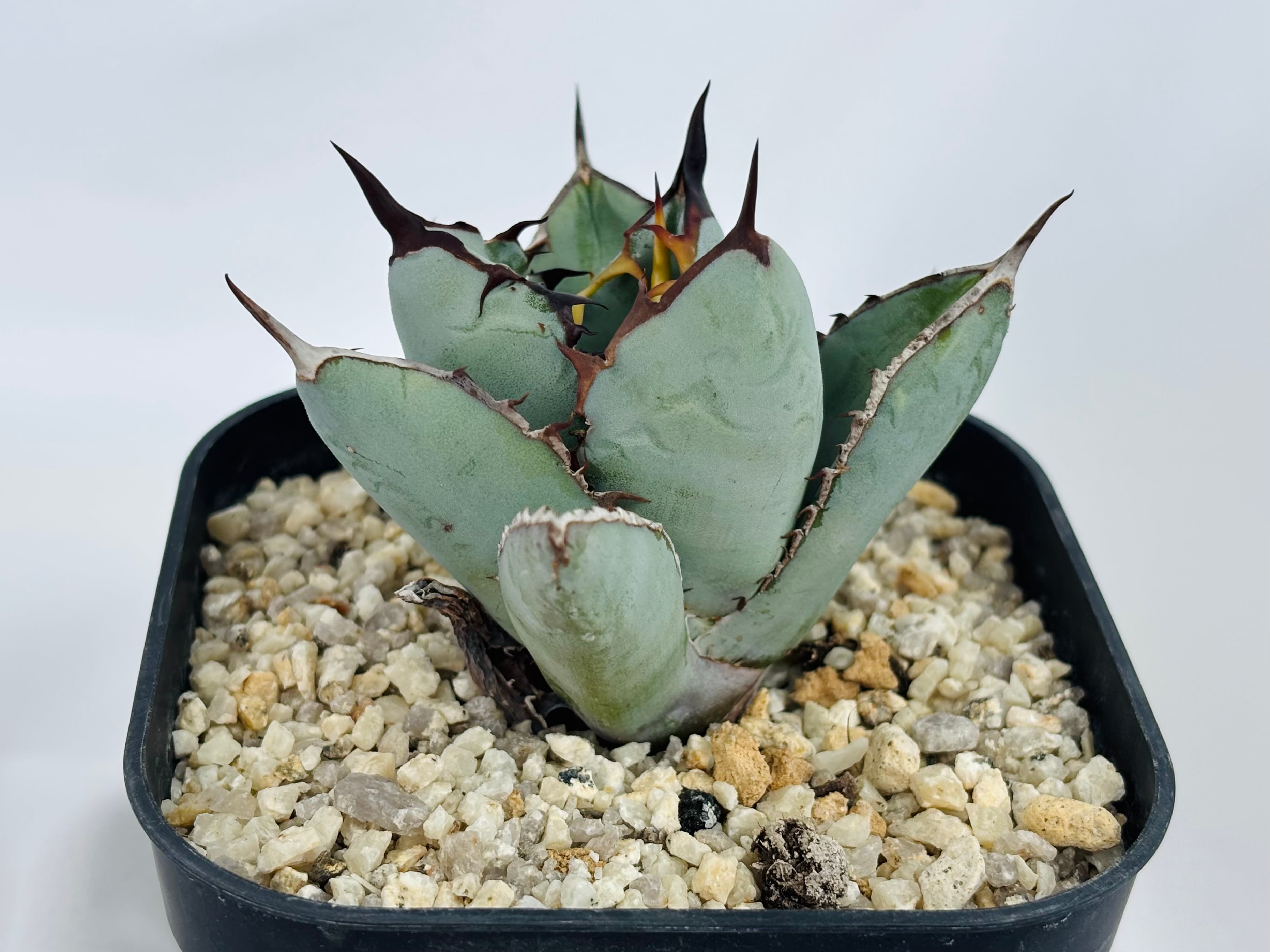 Agave titanota アガベ チタノタ BB ブラックアンドブルー 多肉植物