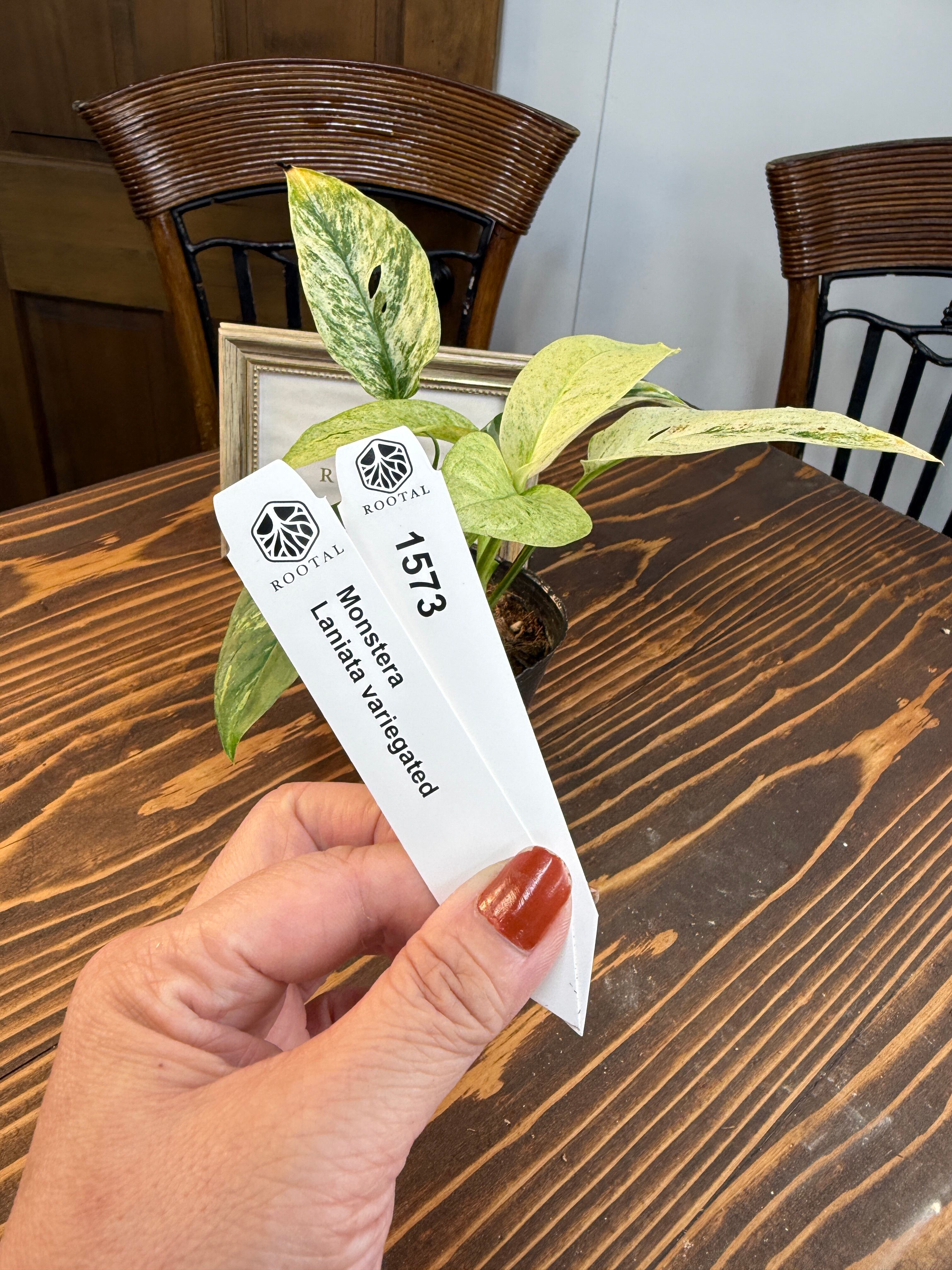 モンステラ | ROOTALPLANTS