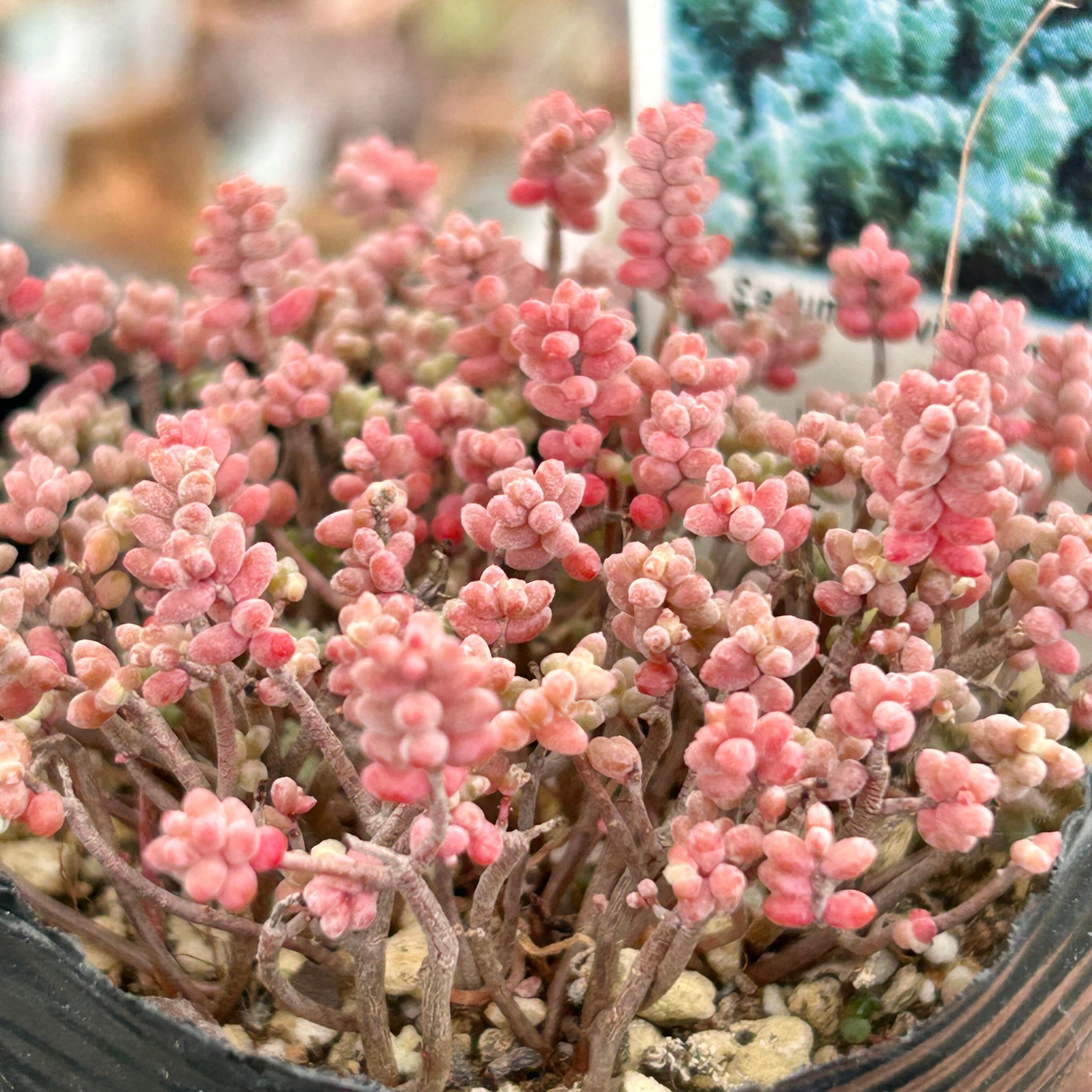 キャンディグレープ | RuPo 多肉植物専門店