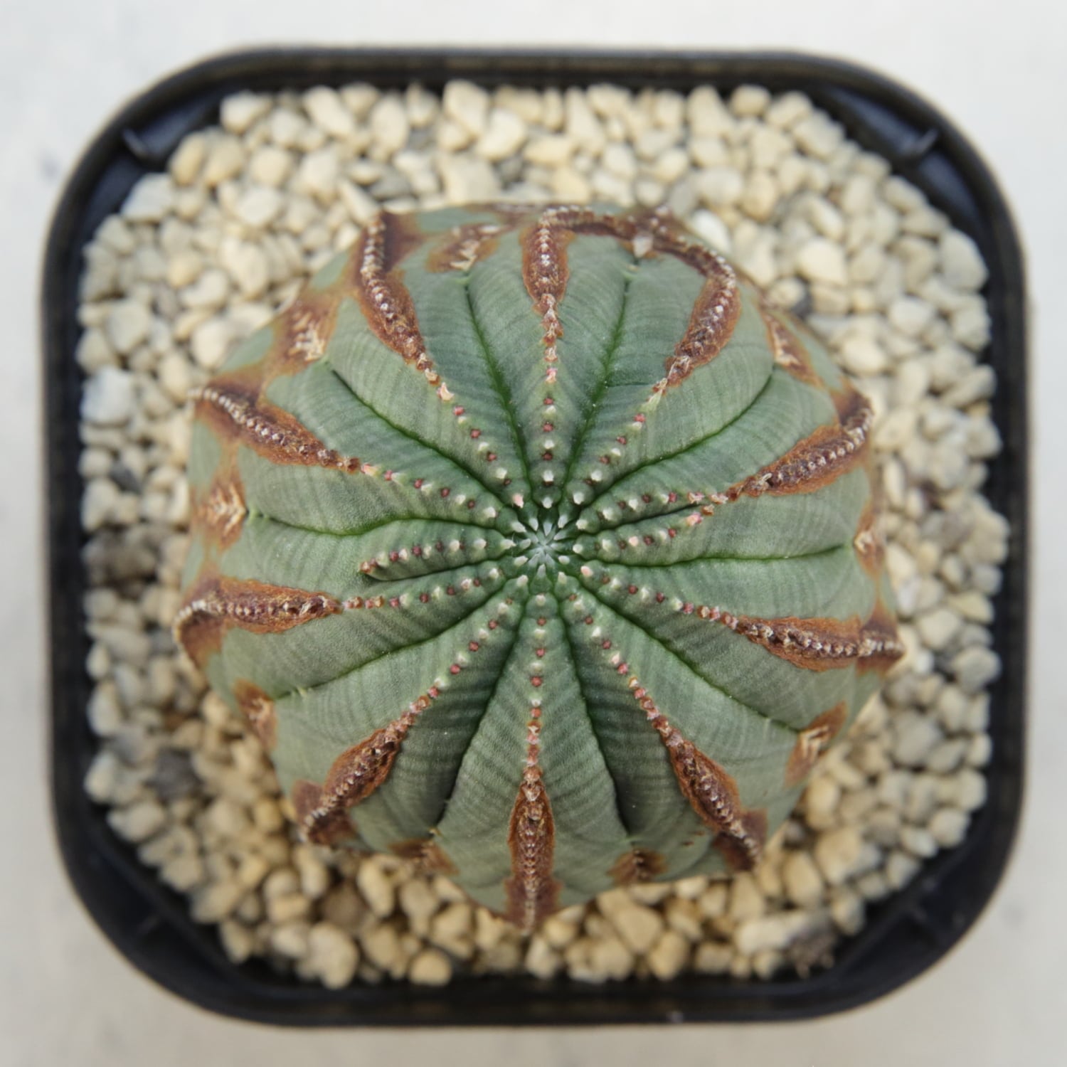 超複稜 12稜 美模様 木質化 オベサ / ユーフォルビア | LIGHTHOUSE