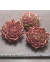 カット苗 パイレーツオブカリビアン Echeveria 'Pirates of the Caribbean'