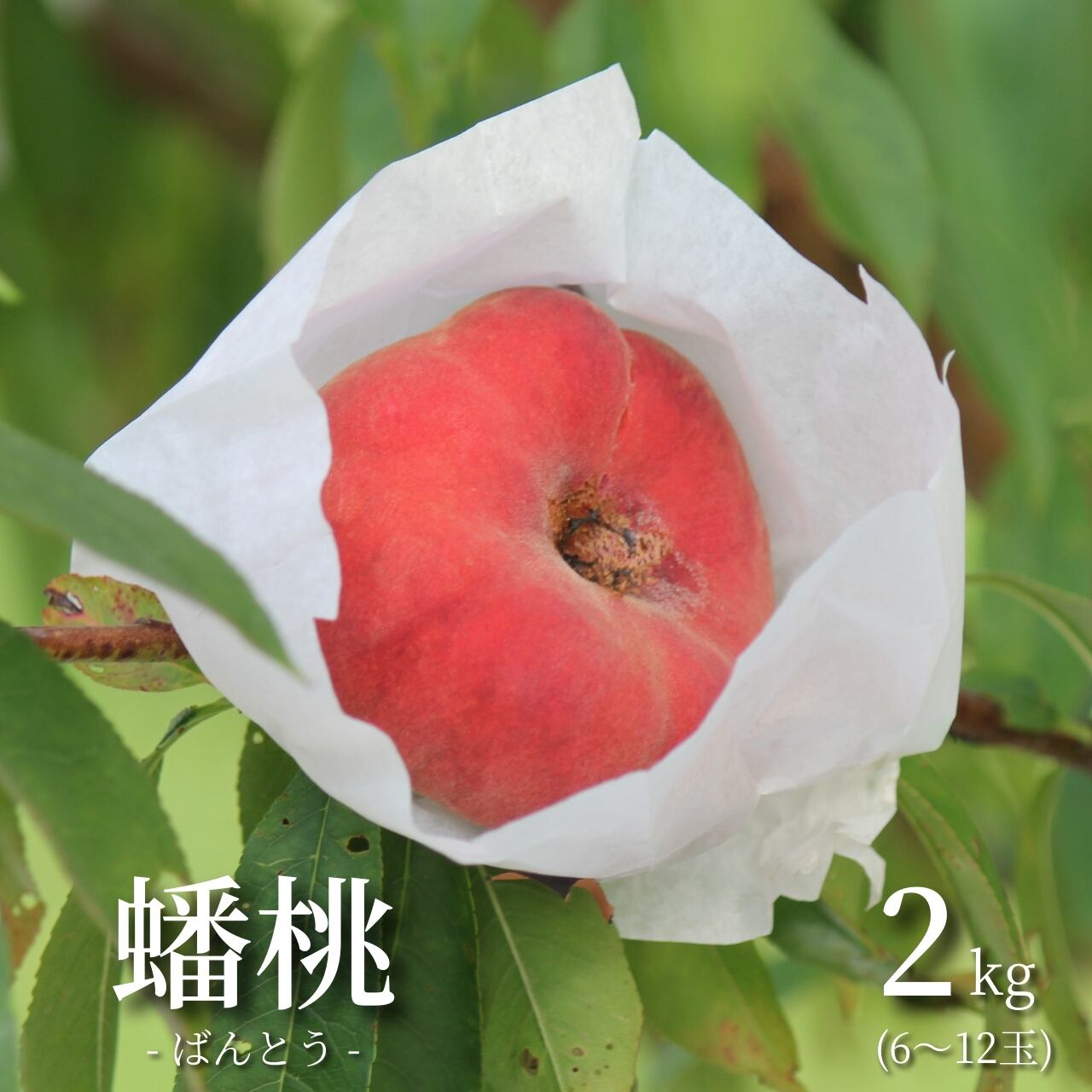 桃蓮玉 孫悟空が探していた幻の桃⁉】ほそかわ農園の蟠桃(ばんとう)[2㎏] 秋田