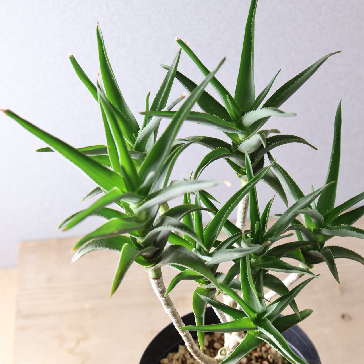 377 小さくても存在感『アロエ デラエティ』観葉植物 【送料無料