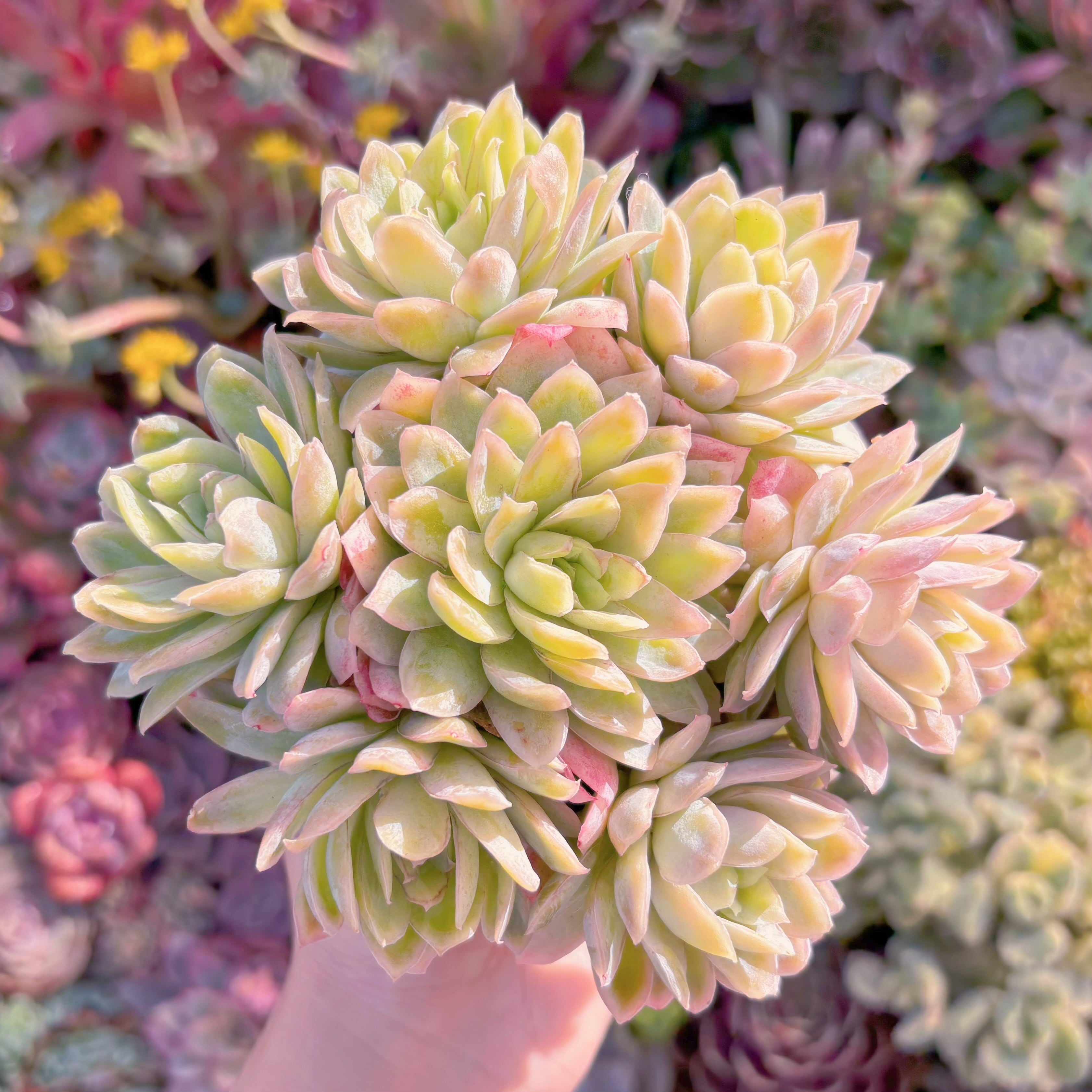 多肉植物　ラズベリーアイス錦　群生　在庫僅少　新入荷　るる農園