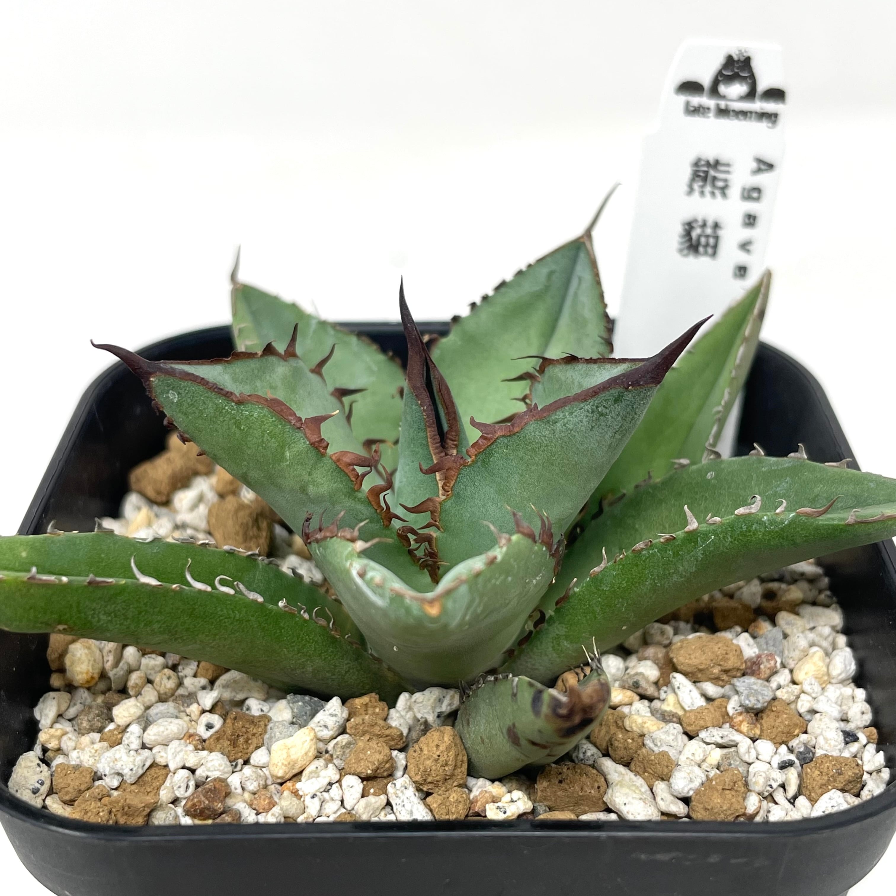 多肉植物 アガベ チタノタ 熊猫 パンダ 20株 - 植物/観葉植物