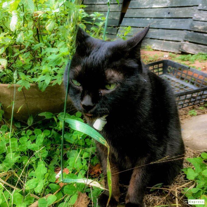 【一点物】✦⋆.八ヶ岳の森の贈り物 ✦⋆.·考える猫と桜の木とムーンストーンのアロマボトルネックレス ⋆.·✦