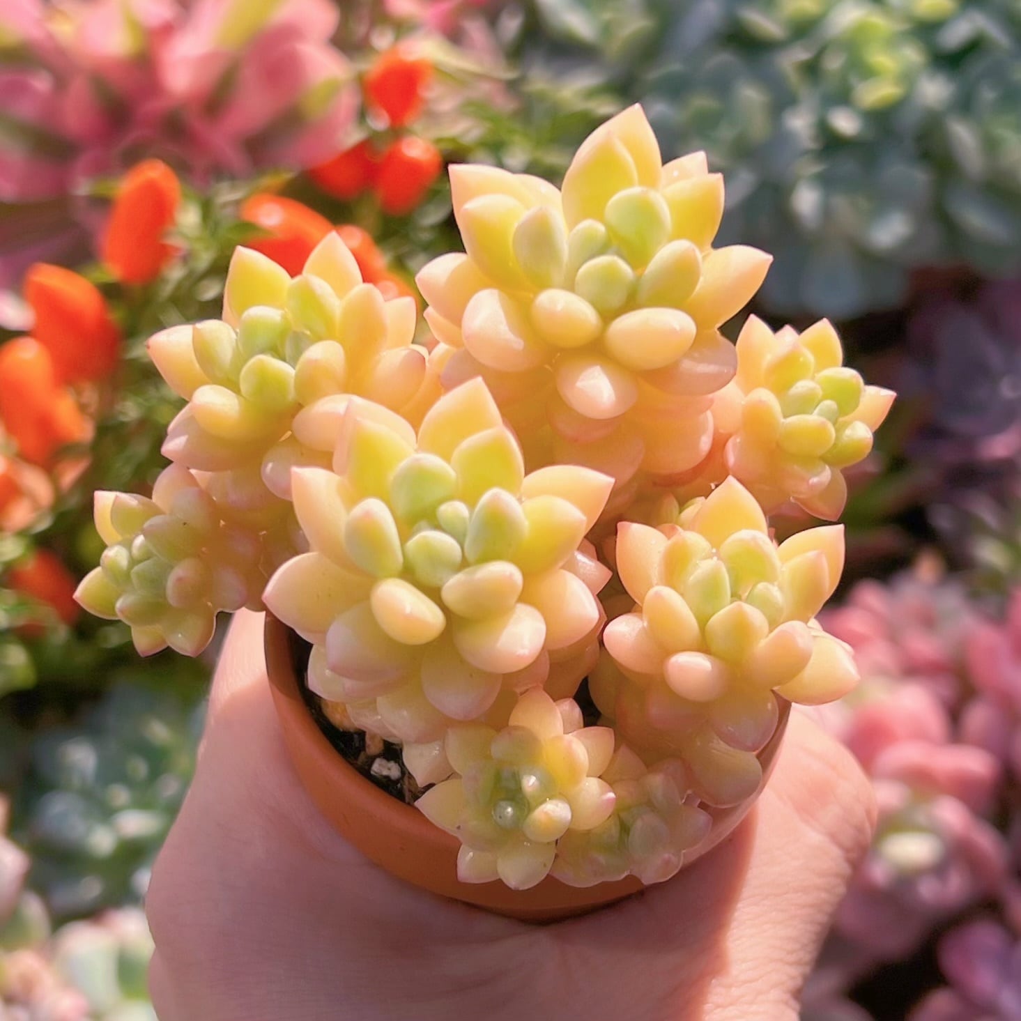 多肉植物　ピンクパールsp　新入荷　るる農園